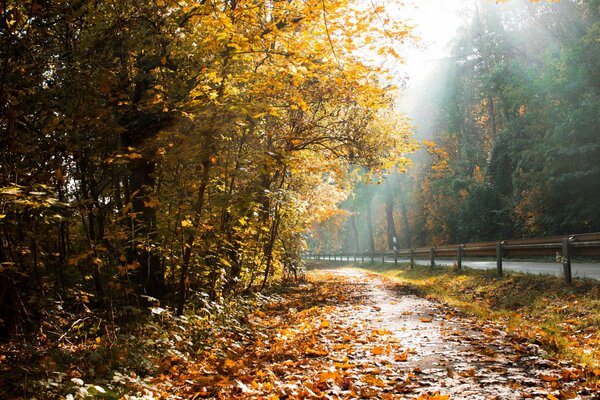 Autumn. Trees. Fallen leaves