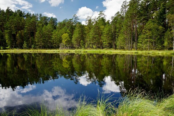 Paysage de la nature et le reflet des arbres dans le lac