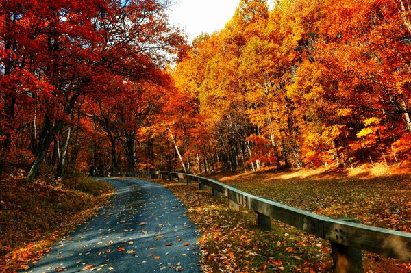 Otoño en el bosque. Hojas caídas