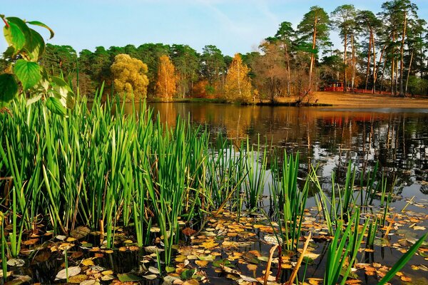 Rusia-la belleza de la naturaleza en los suburbios