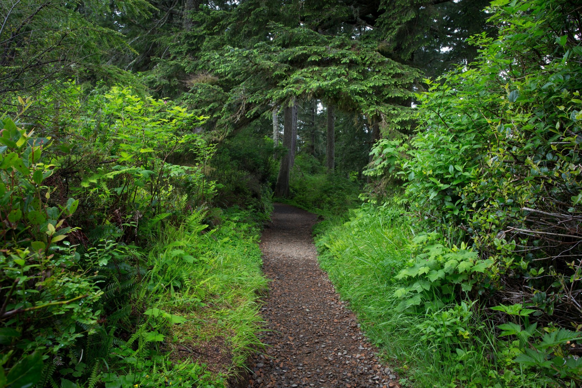 forest tree foliage green track path