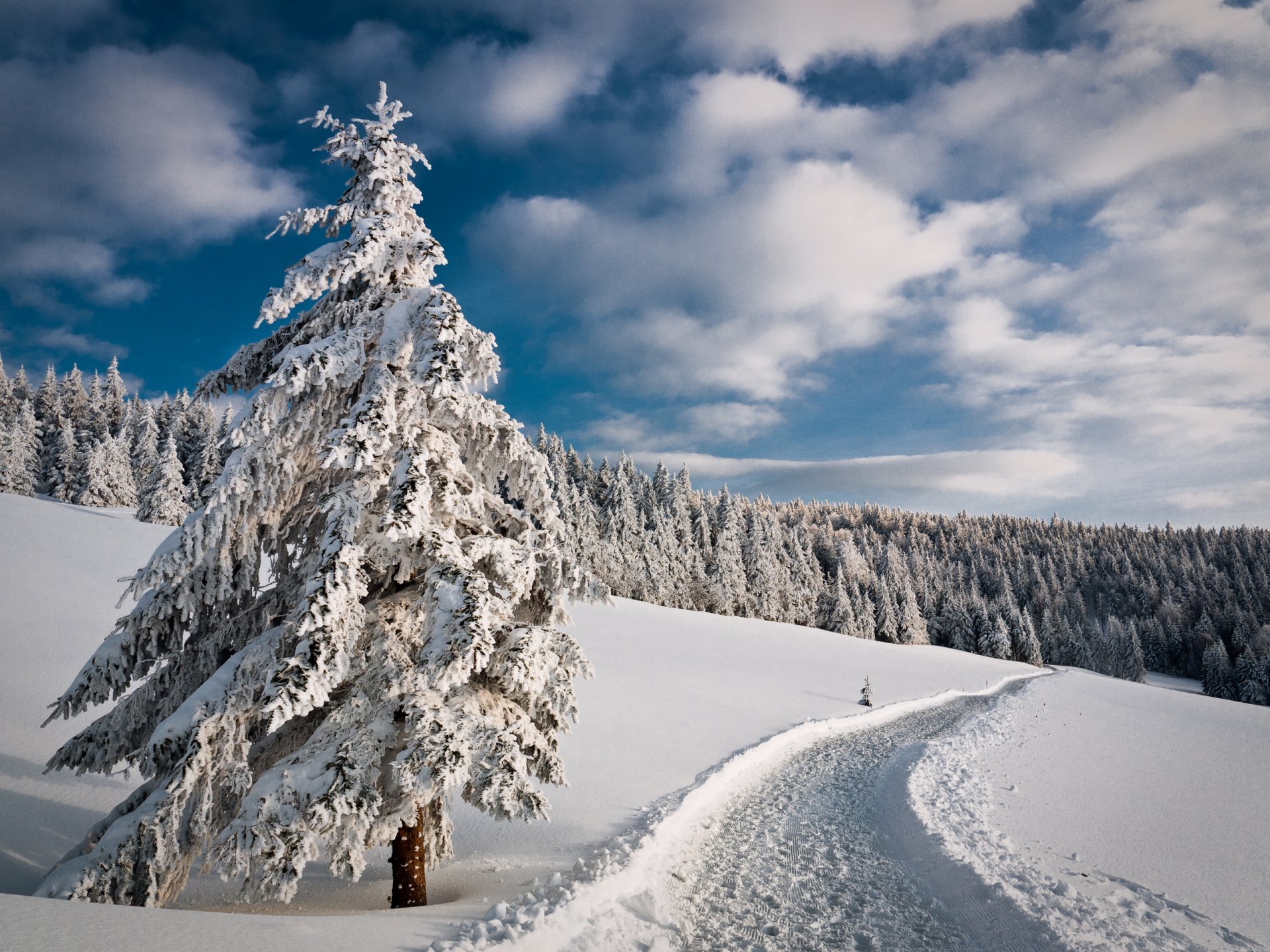 cielo inverno strada foresta alberi neve abete albero di natale