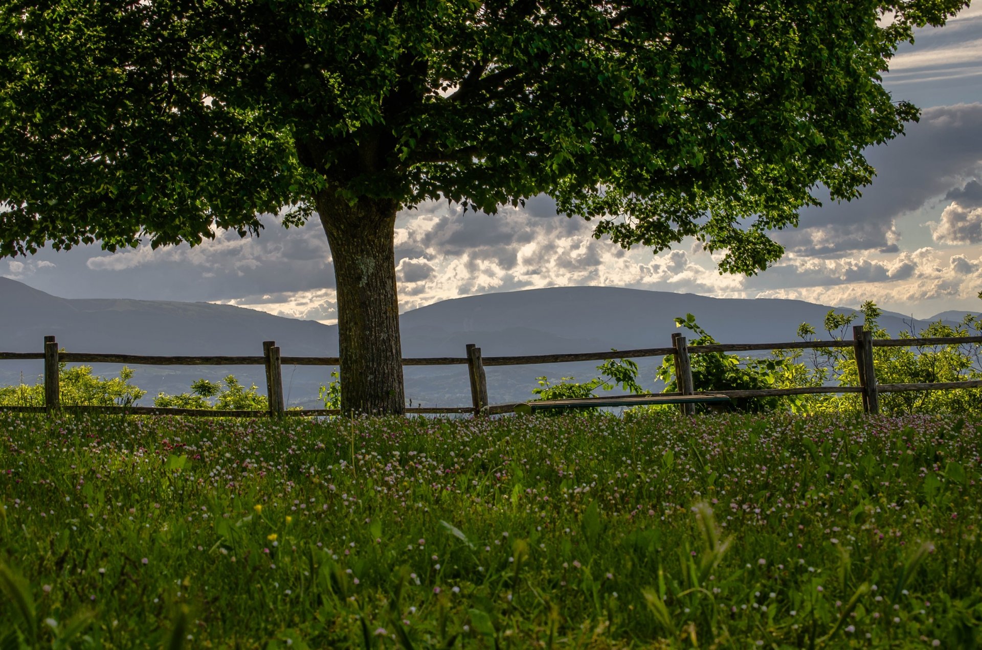 baum wiese klee berge zaun