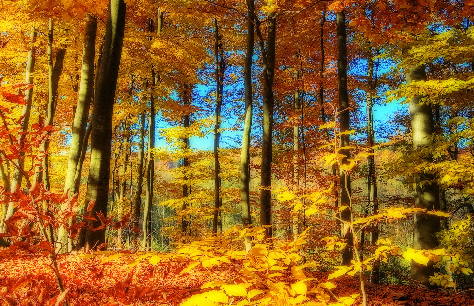krajobraz natura jesień pora roku drzewa las niebo