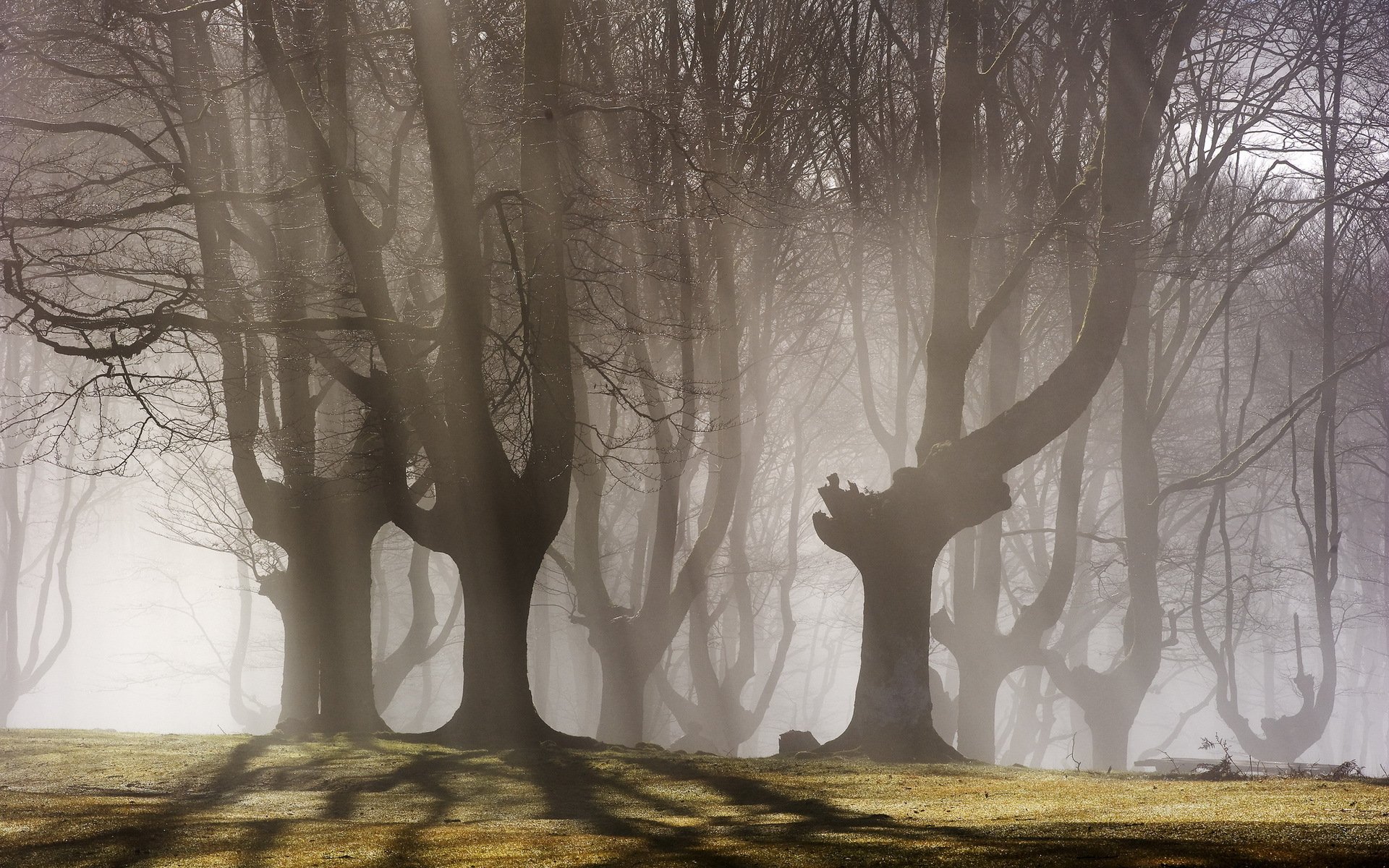 arbres brouillard matin paysage