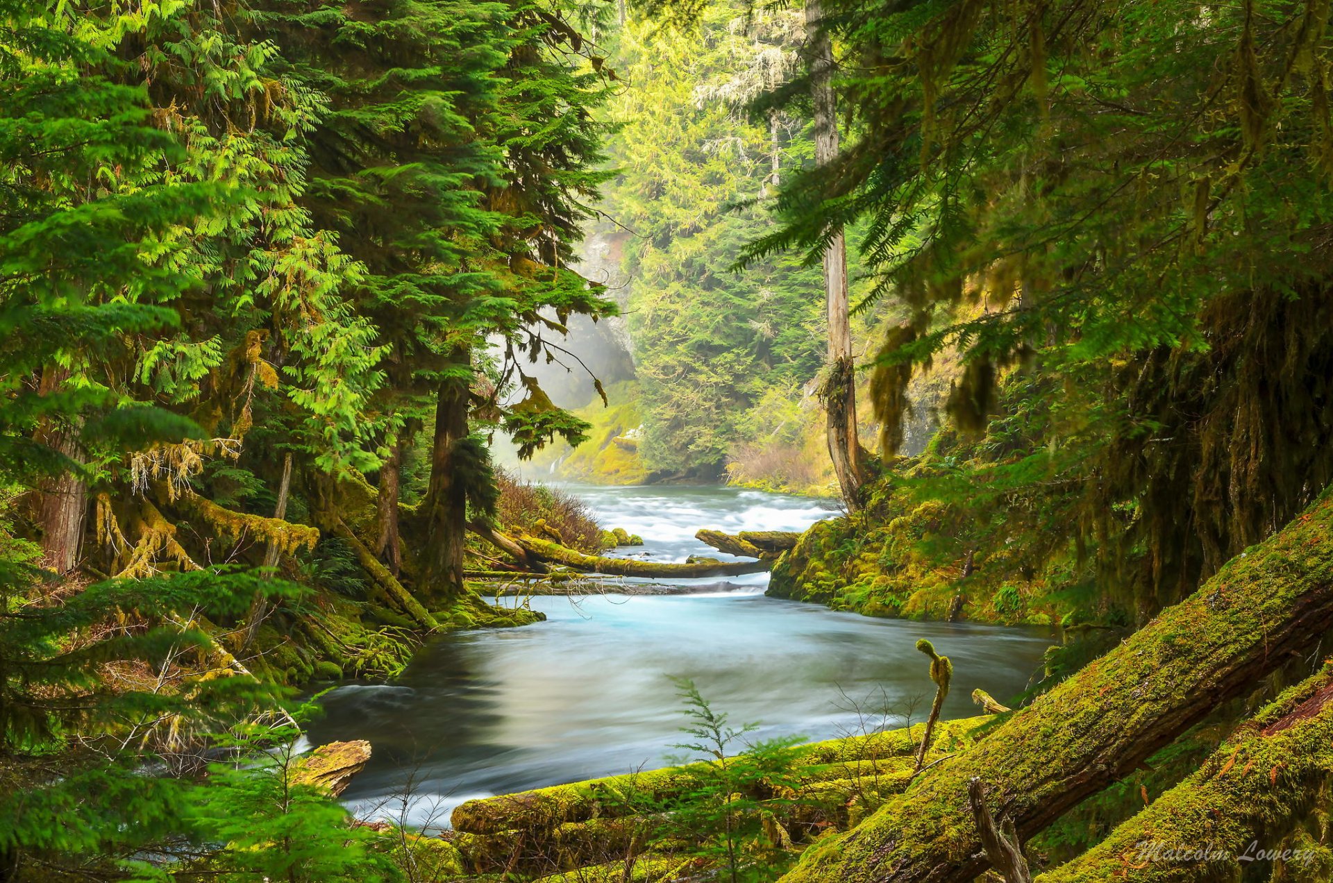 wald natur fluss moos bäume