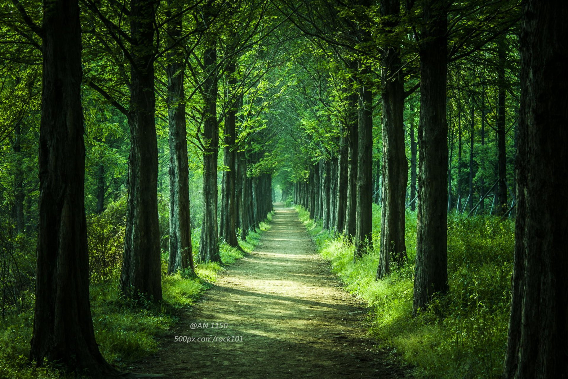 foresta parco alberi strada natura