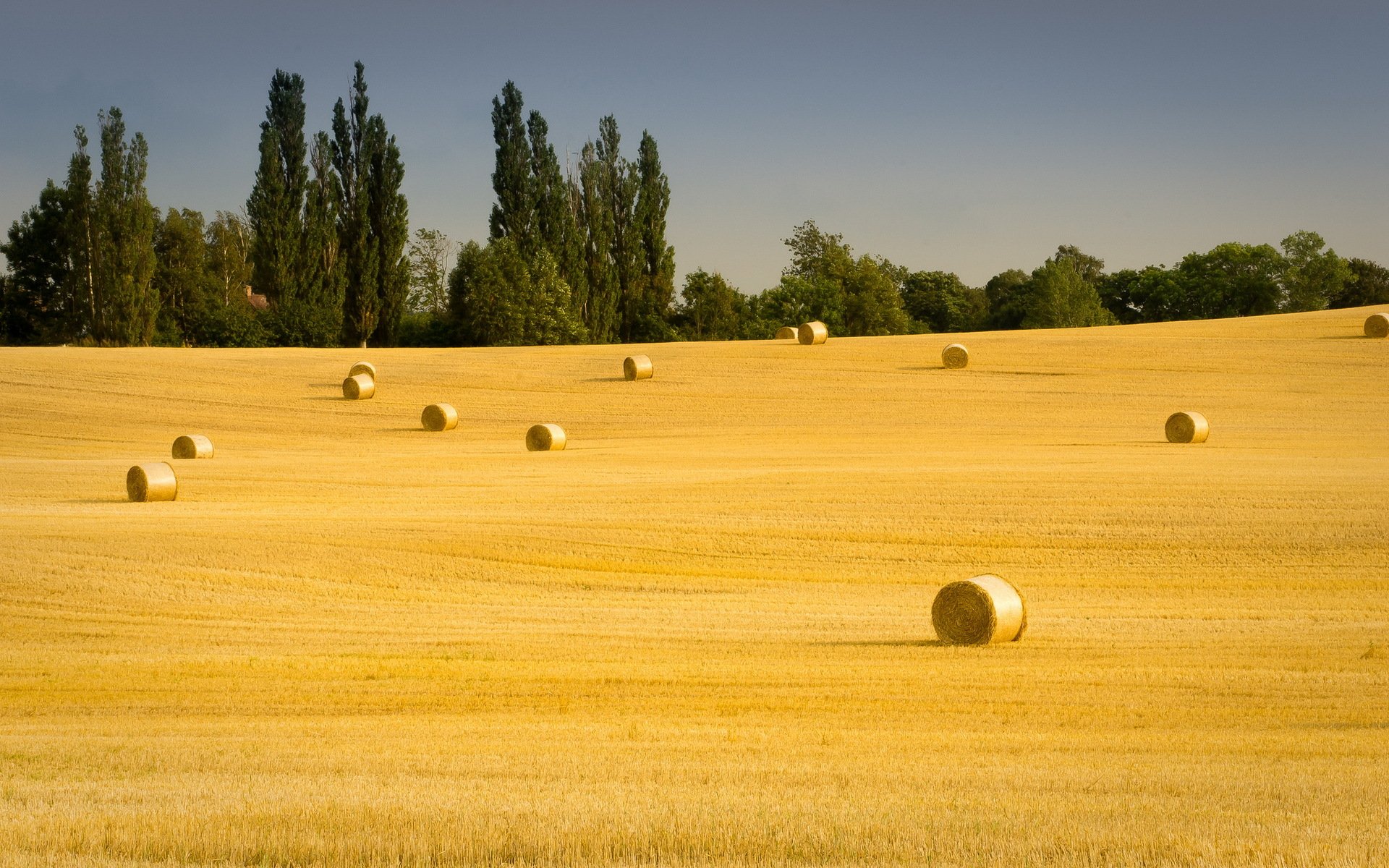 the field hay summer