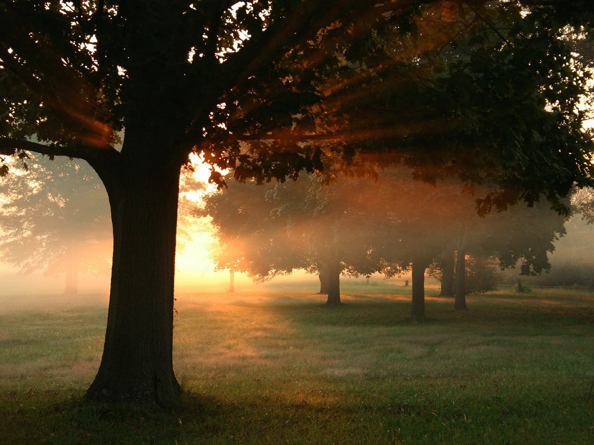 aube coucher de soleil nature forêt soleil brouillard photo