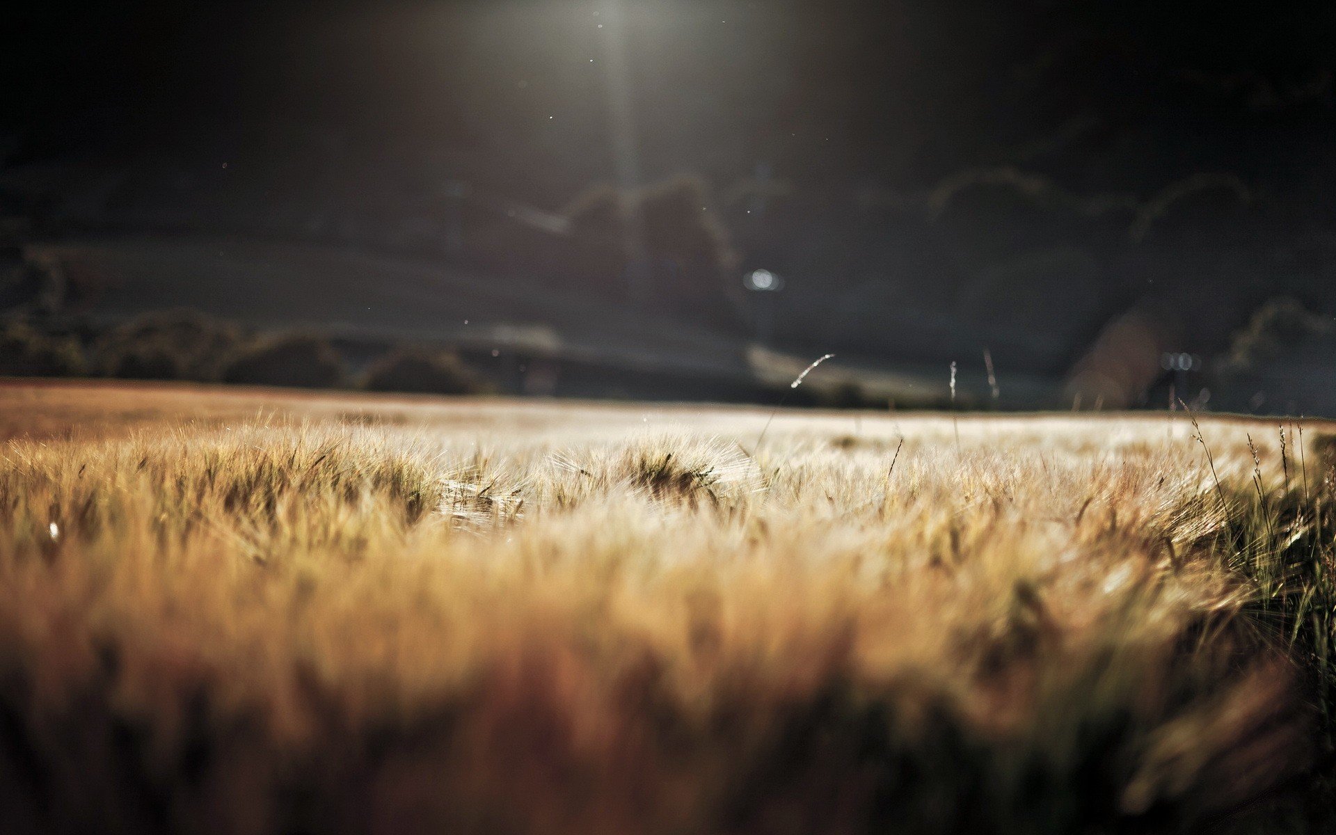 landschaft sonne morgen weizen