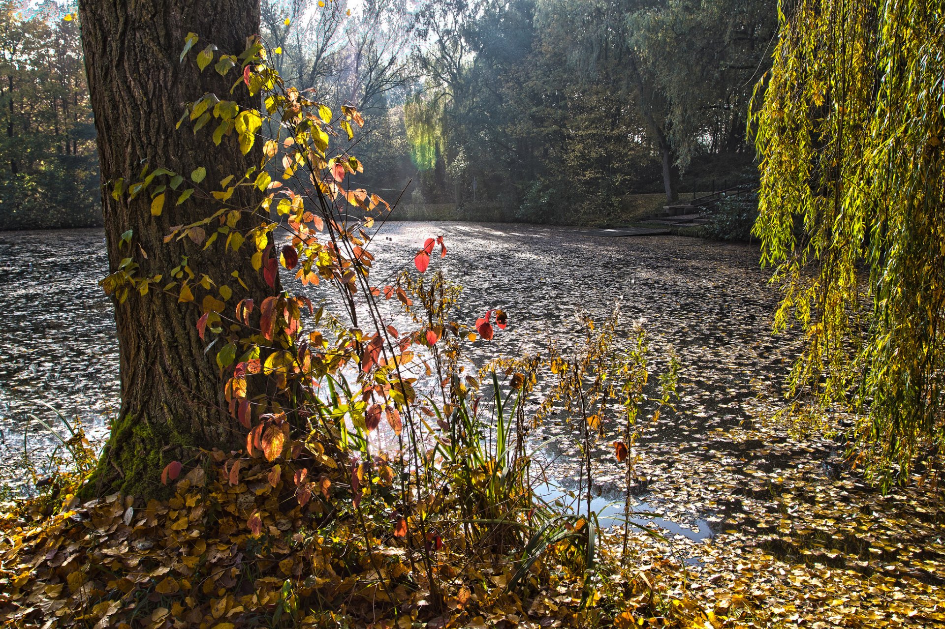 parco foresta stagno lago autunno