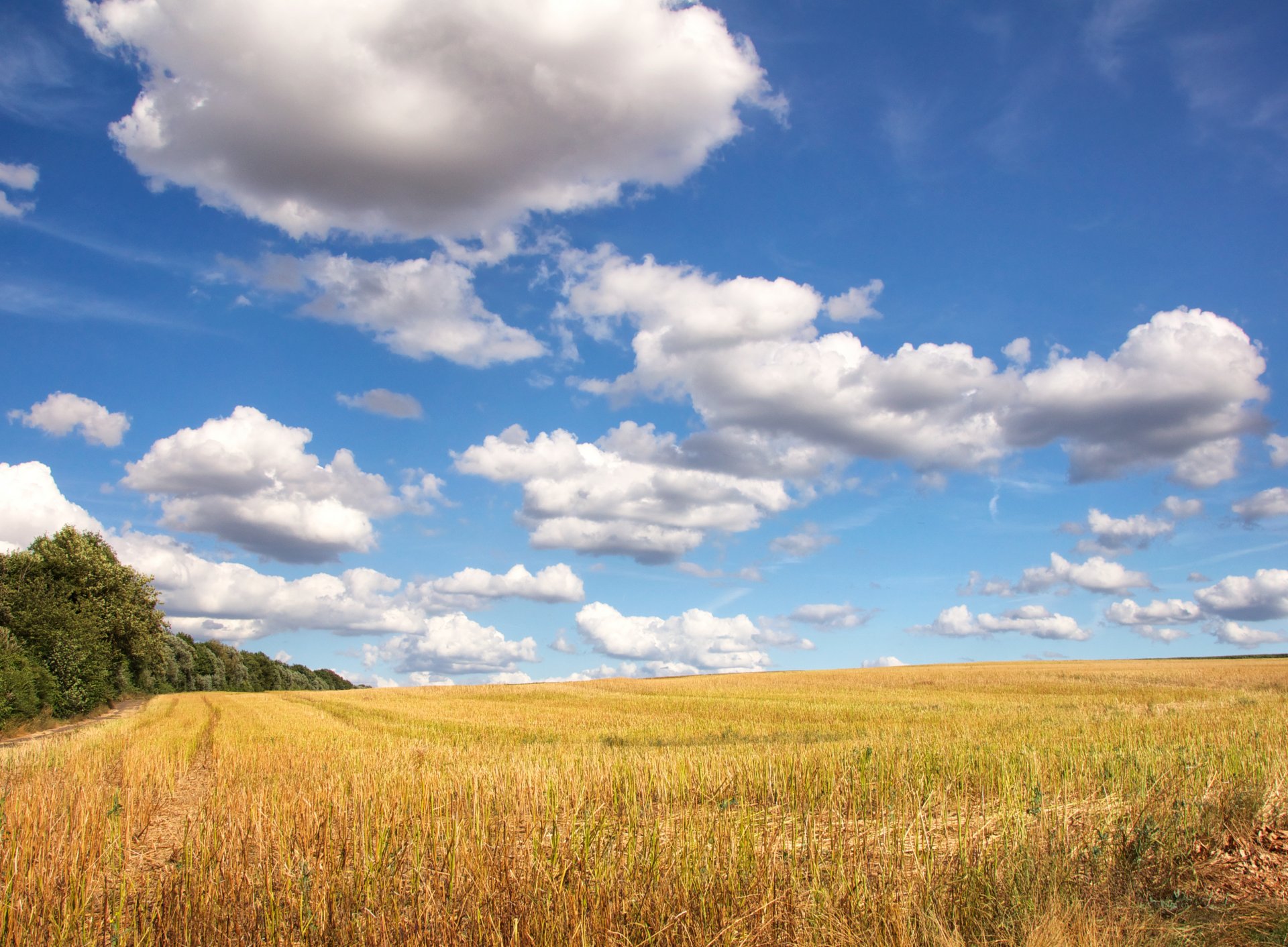 the field road tree sky cloud