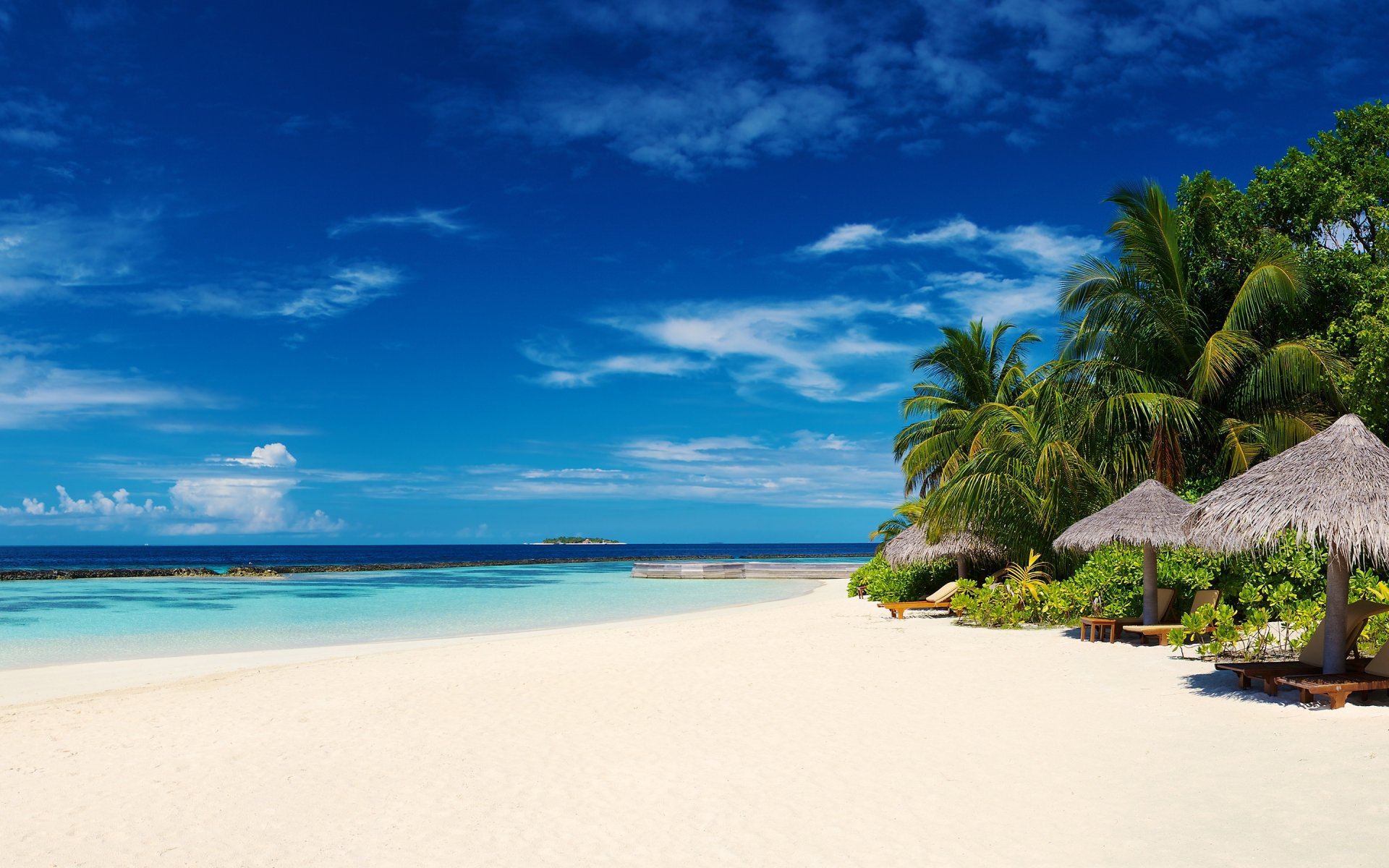 beach palm ocean
