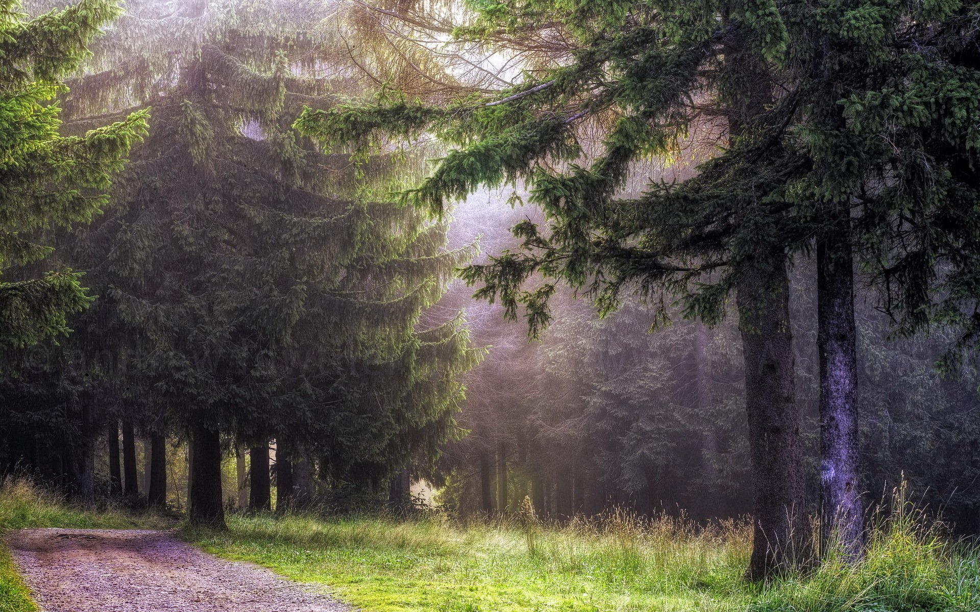 straße wald landschaft