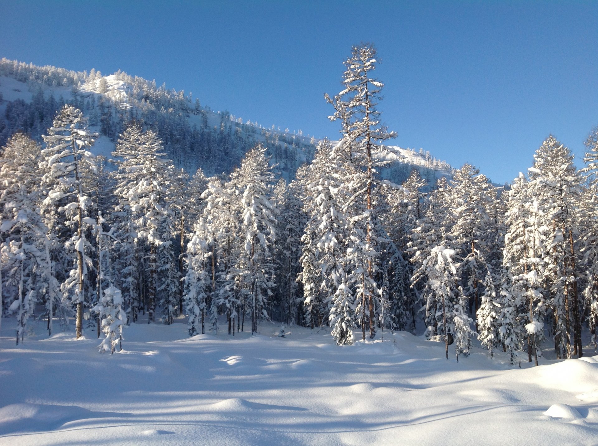 inverno foresta montagna neve alberi estremo oriente natura paesaggio foto