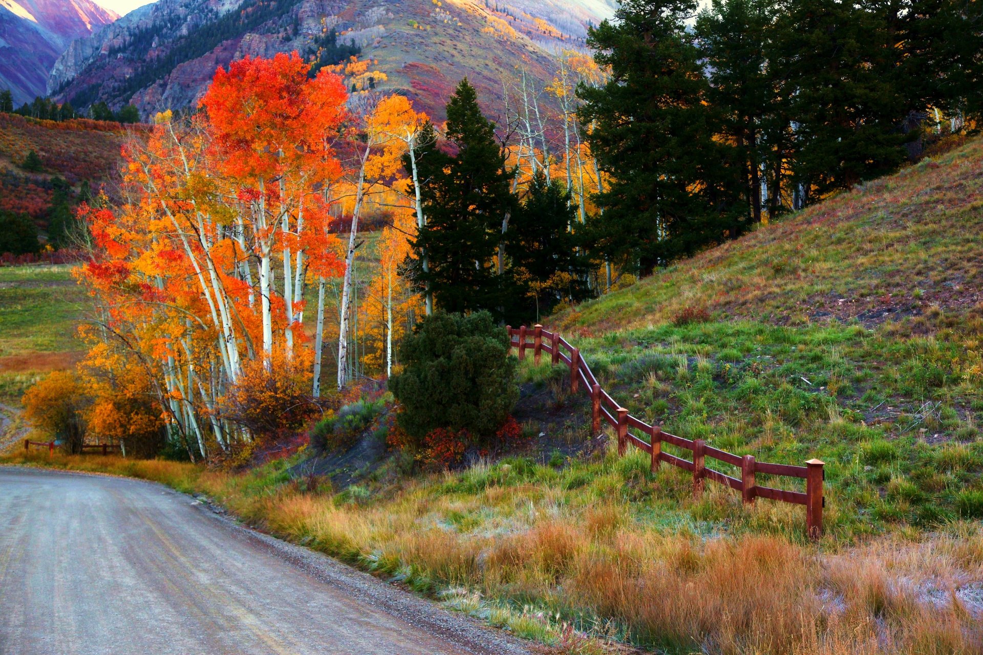 nature forest park trees leaves colorful road autumn fall colors walk
