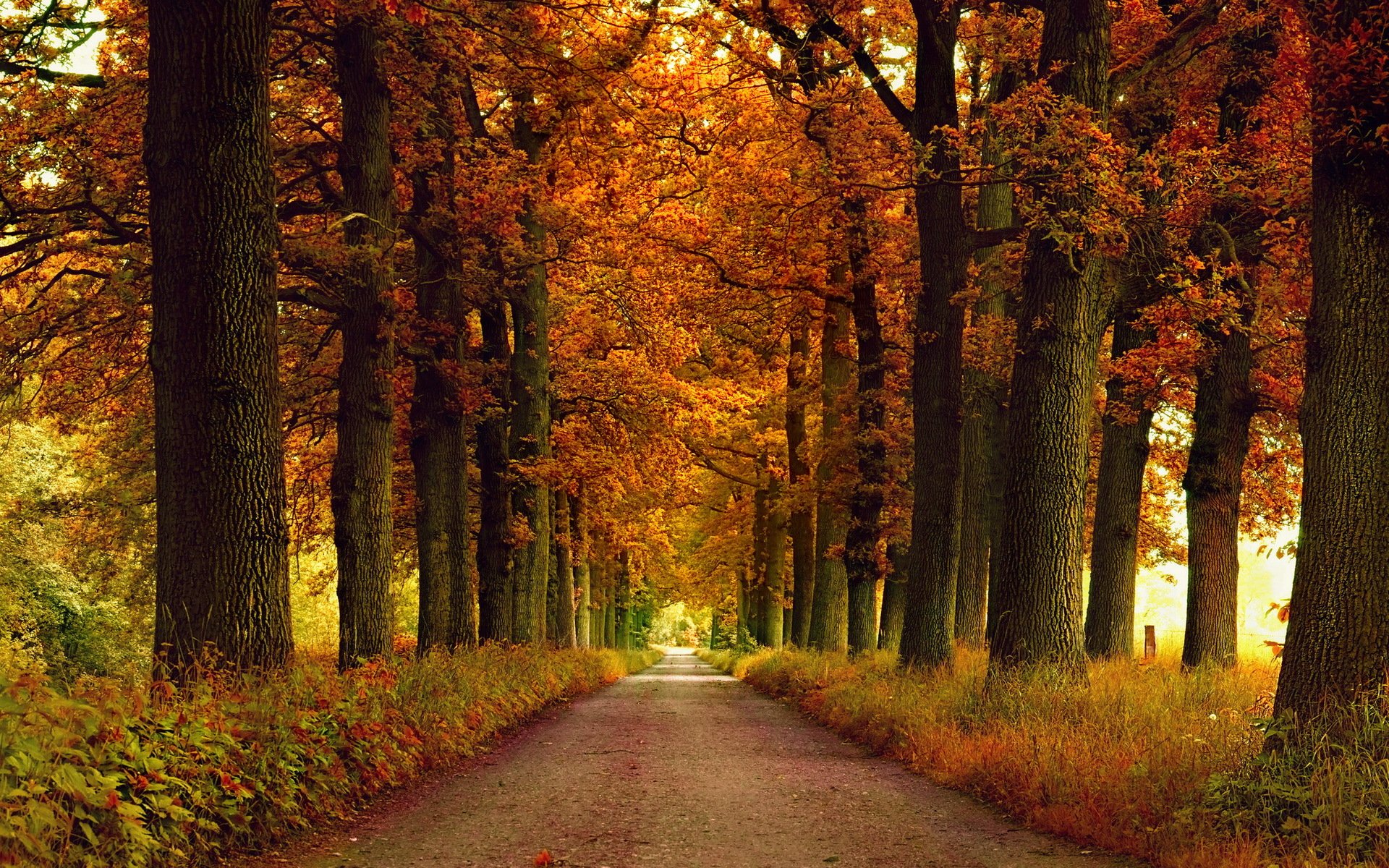 strada autunno natura