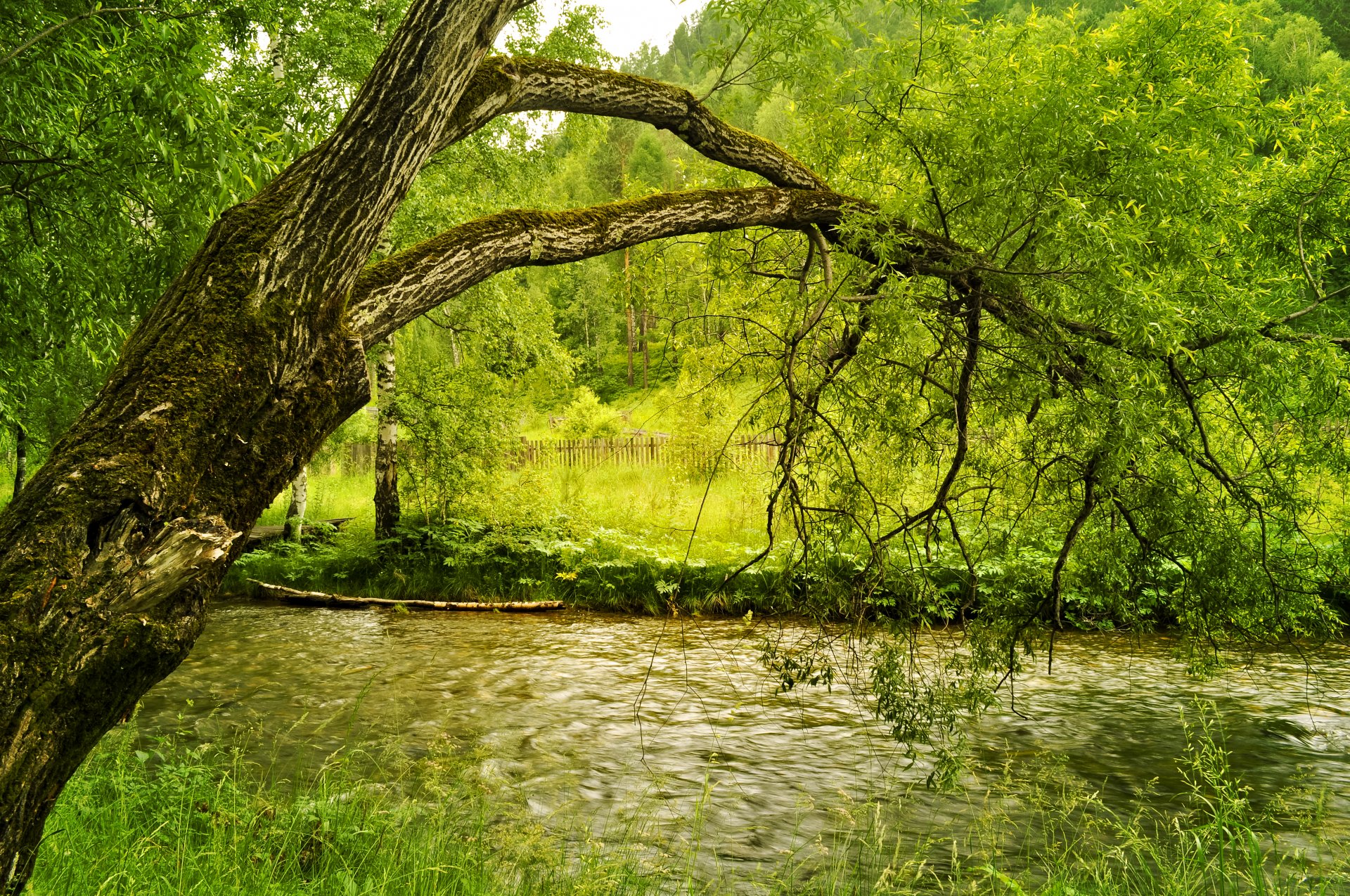 autumn river beach tree yellow-green foliage meadow fence