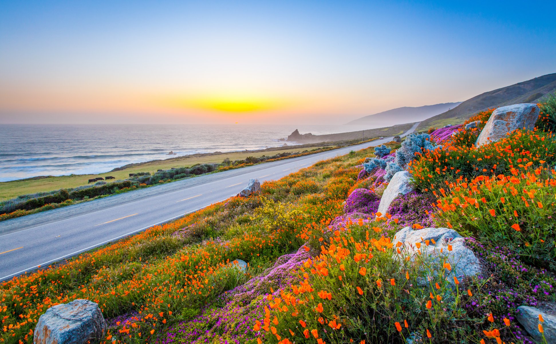 himmel straße steine blumen mohnblumen meer sonnenuntergang