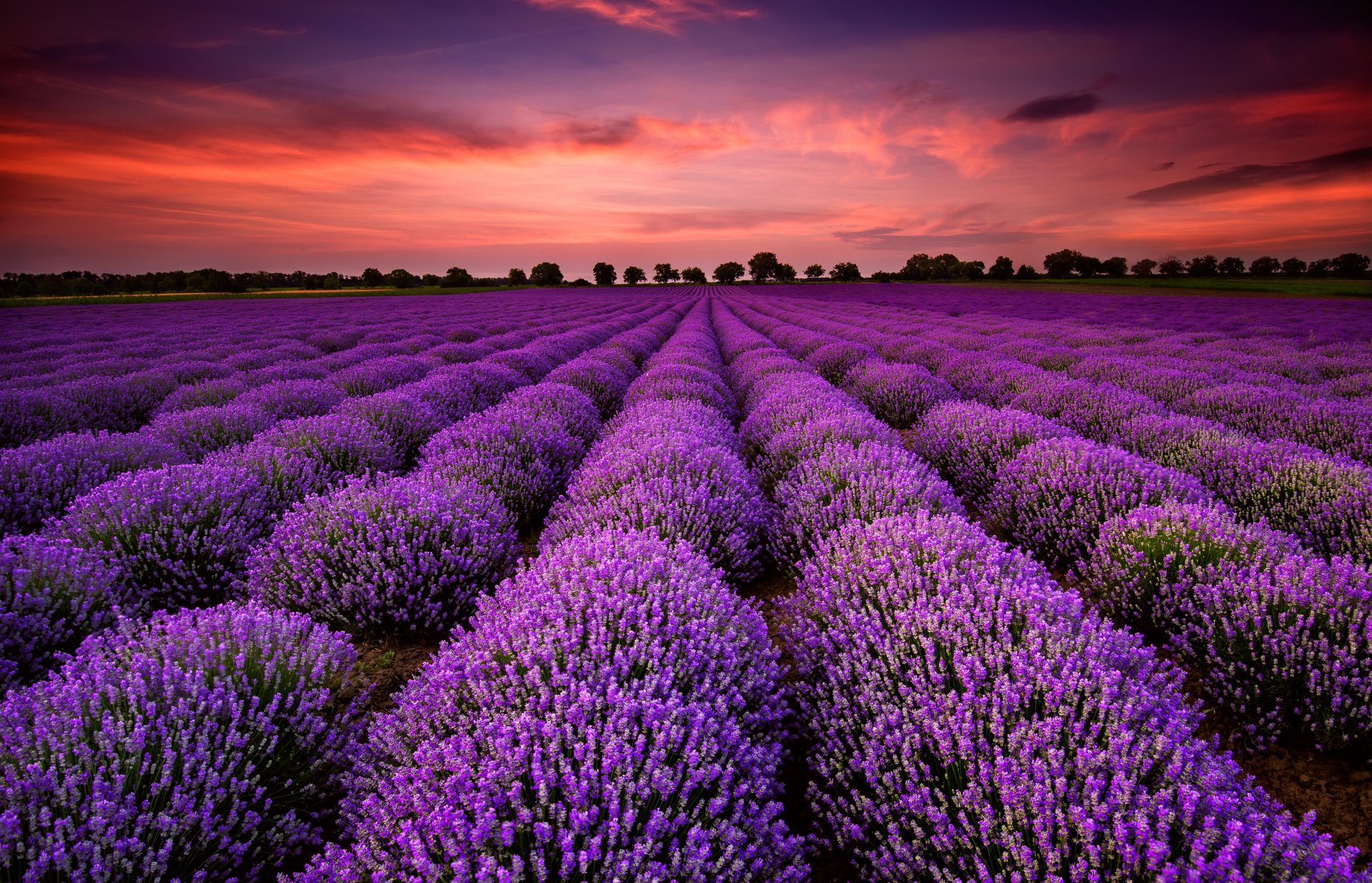 natura paesaggio campo fiori lavanda