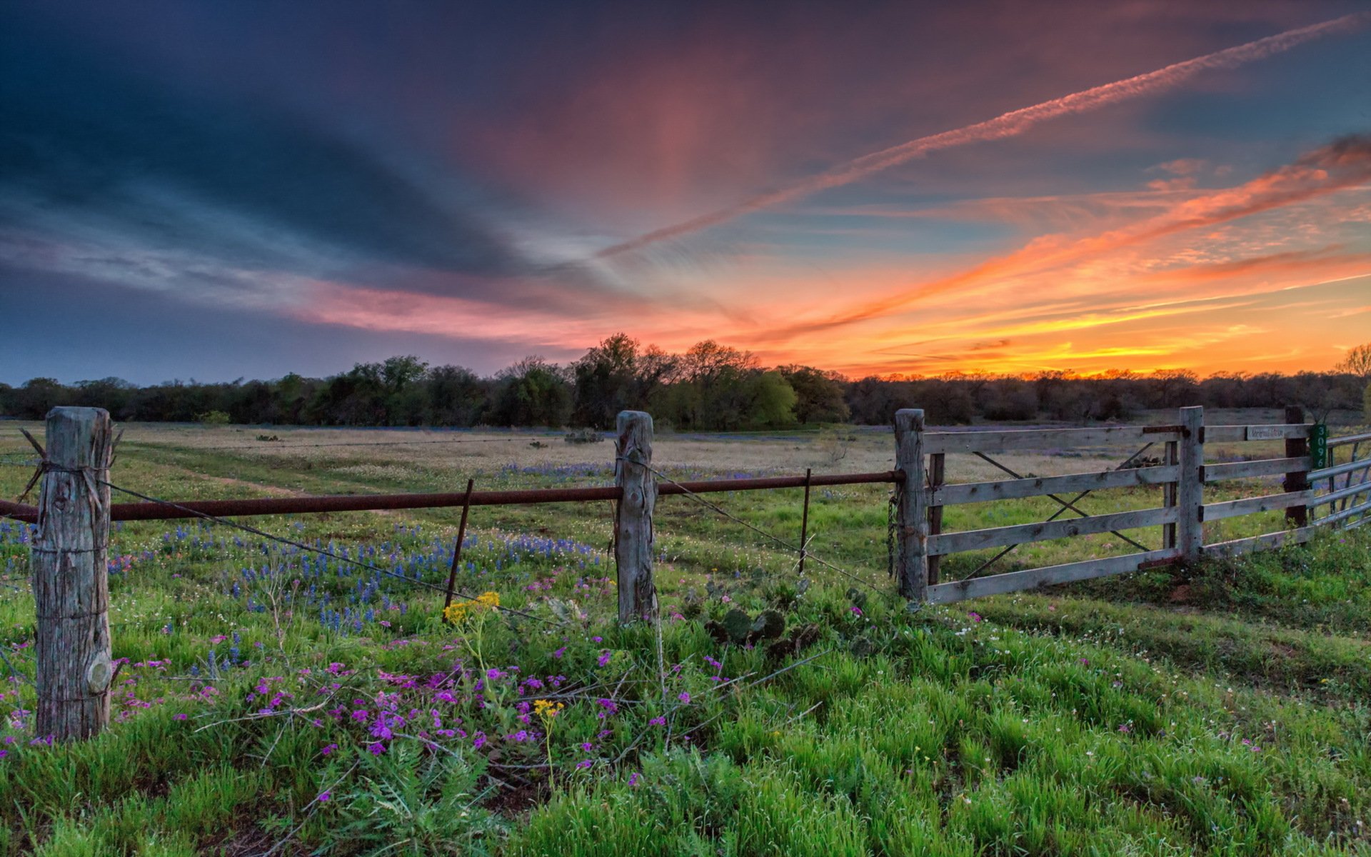 the field sunset landscape