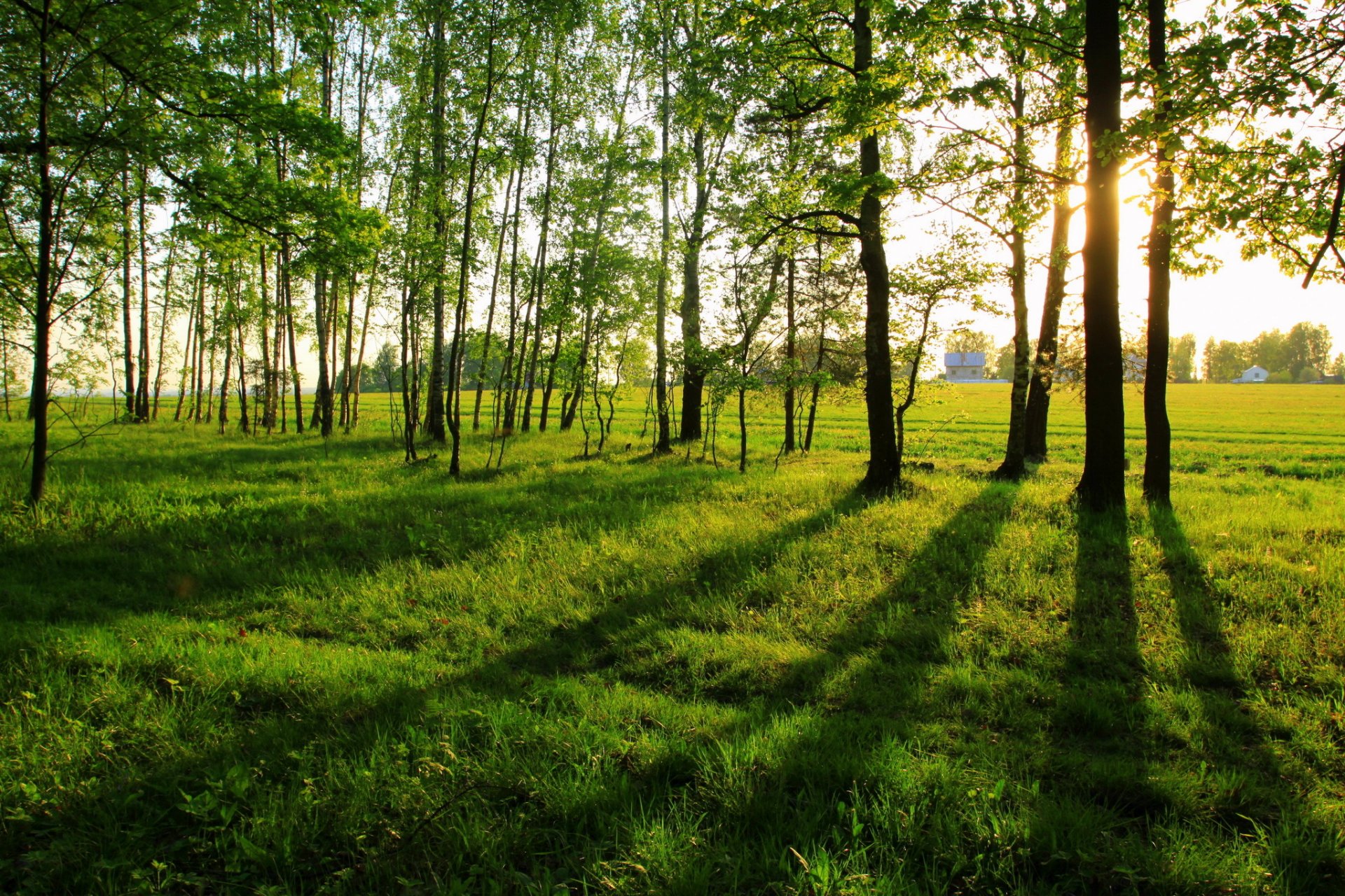 été herbe arbres verdure soleil nature