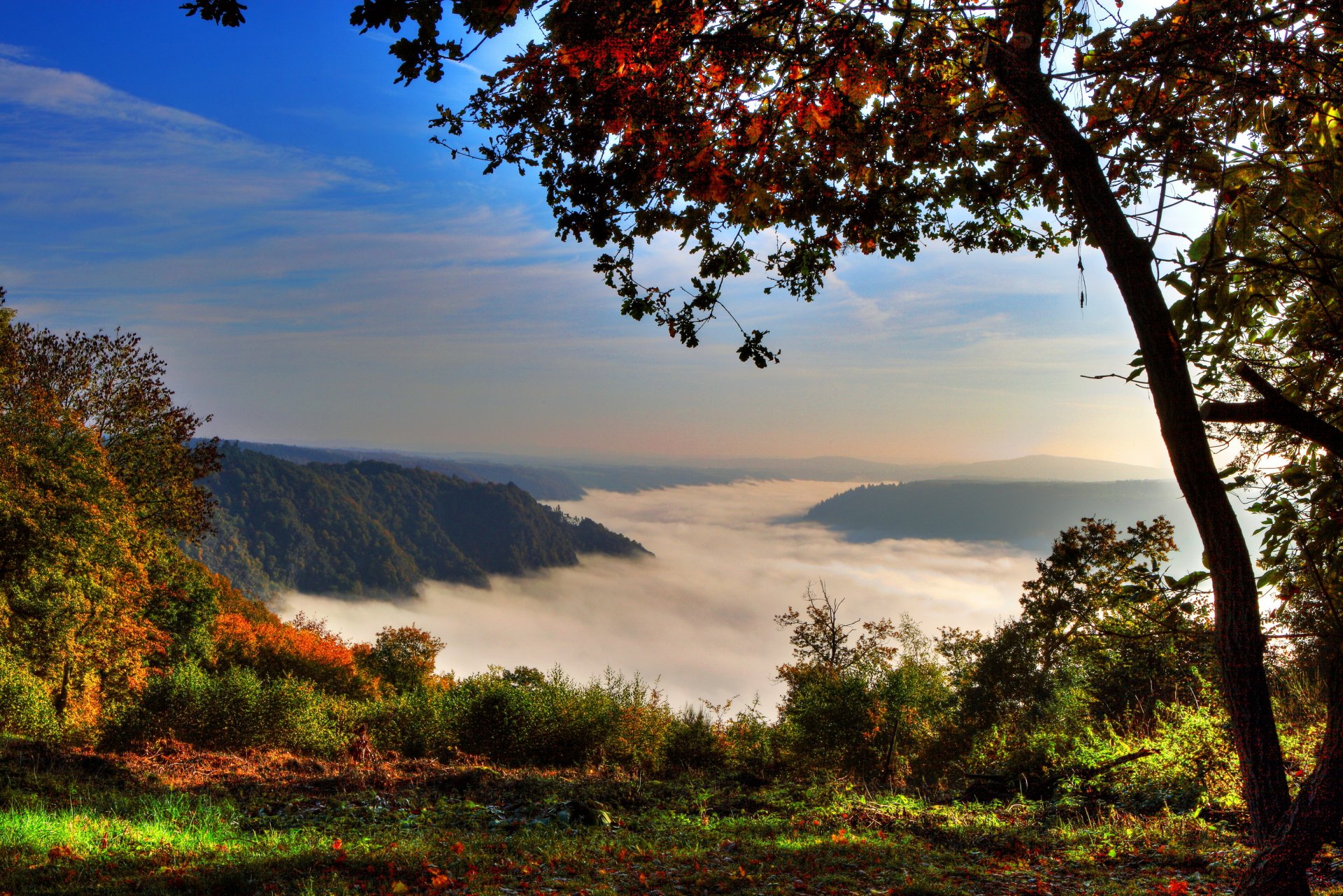 germania klotten montagna foresta nebbia albero