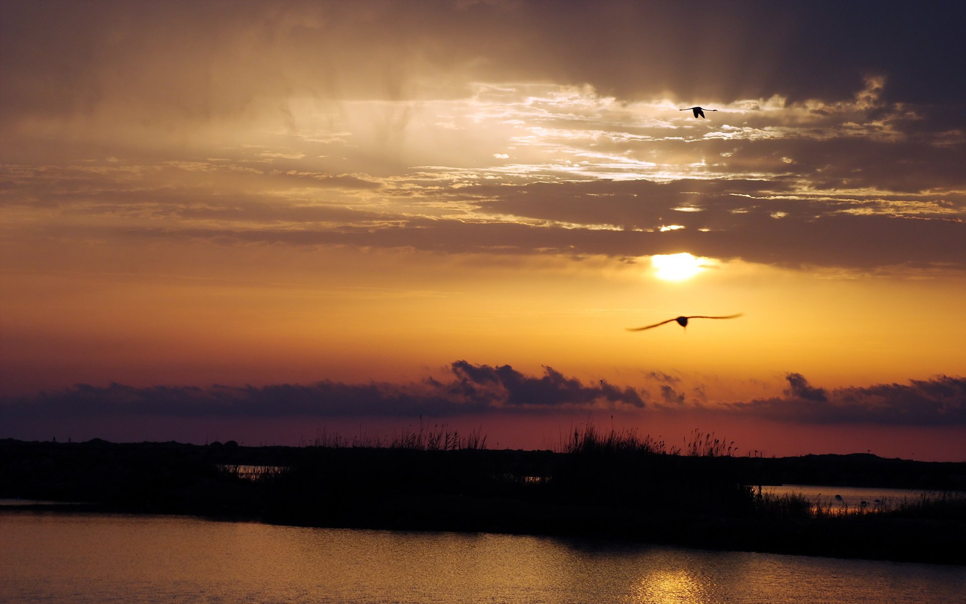 coucher de soleil rivière oiseaux paysage