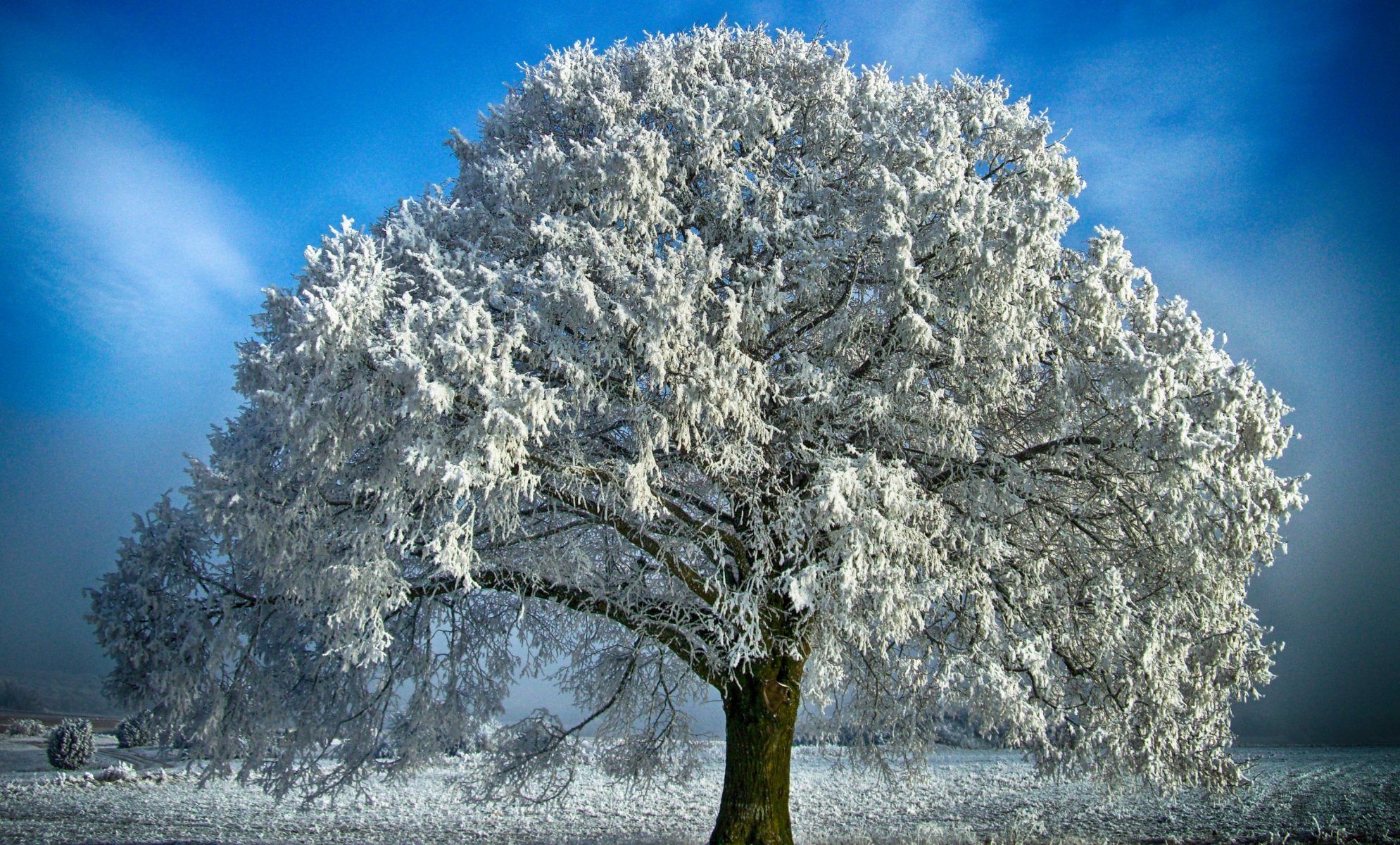 landscape nature snow winter tree branches blue sky