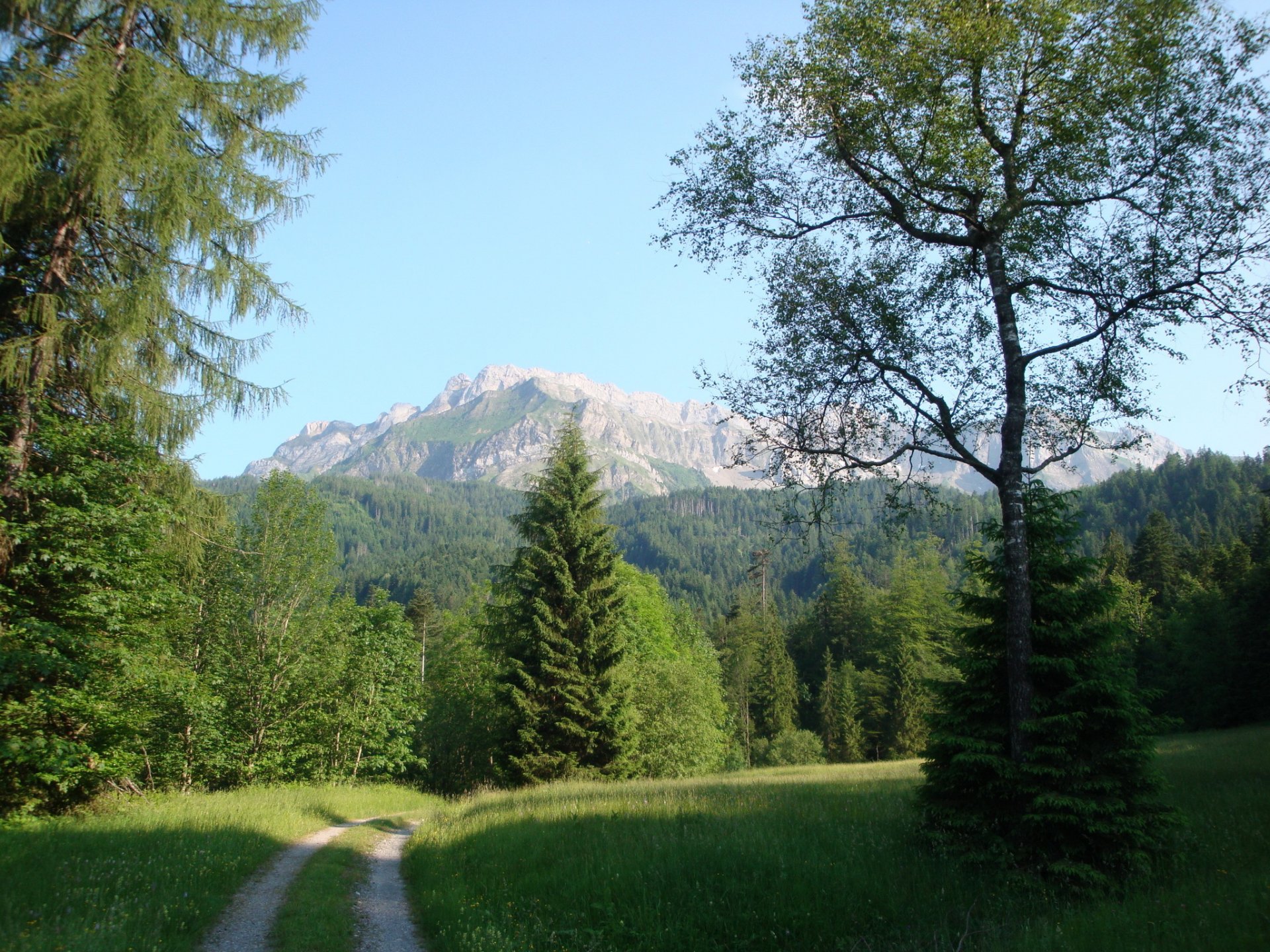 landscape switzerland road mountain summer lucerne kriens grass tree spruce nature