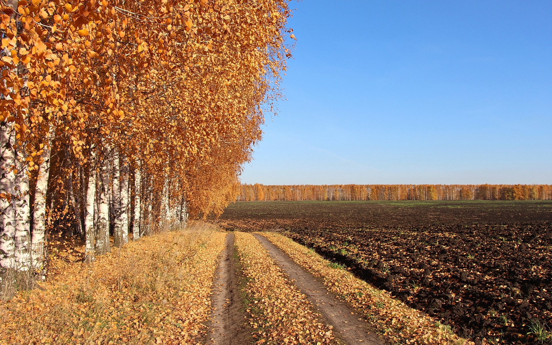herbst straße feld