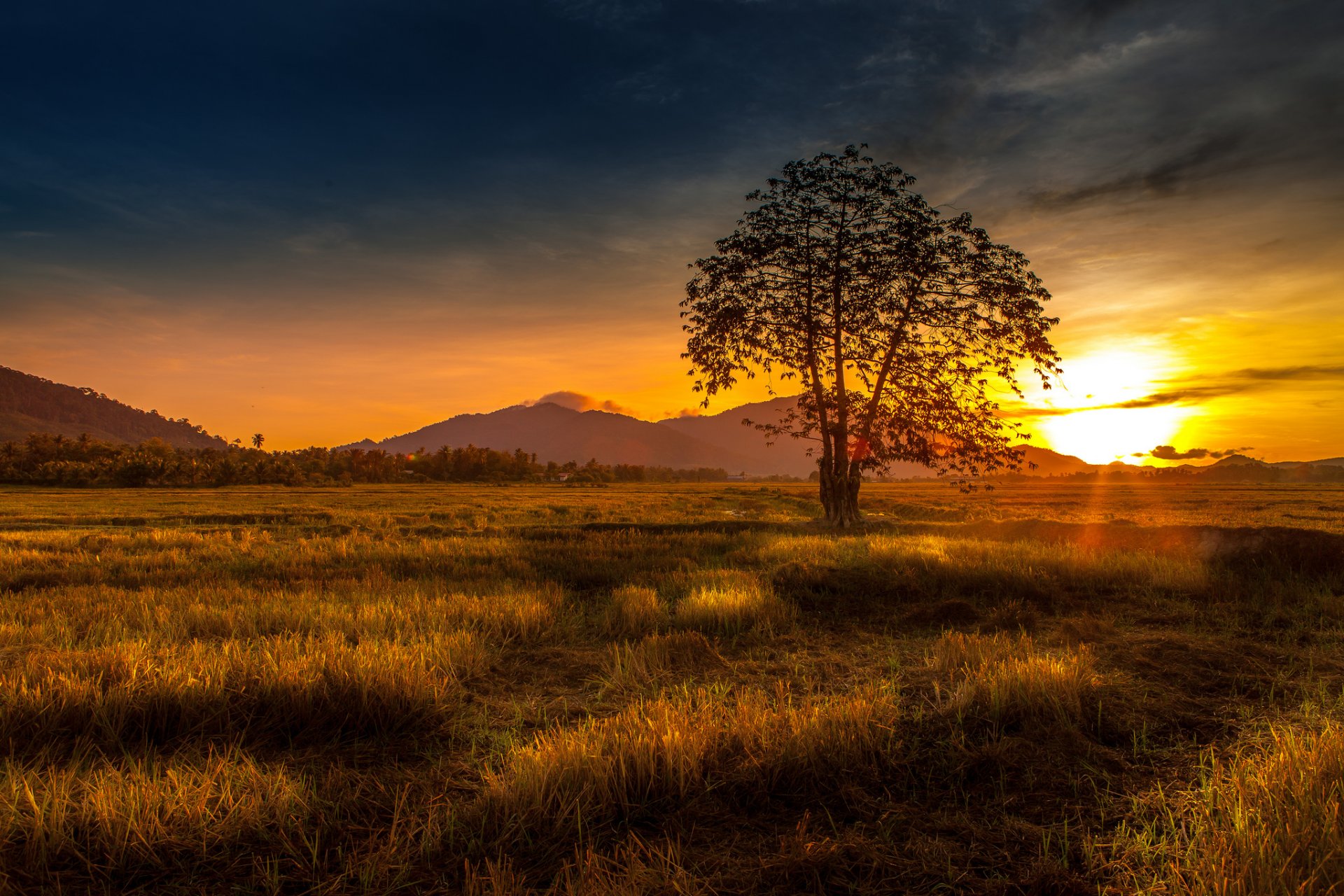 tramonto albero natura erba colline