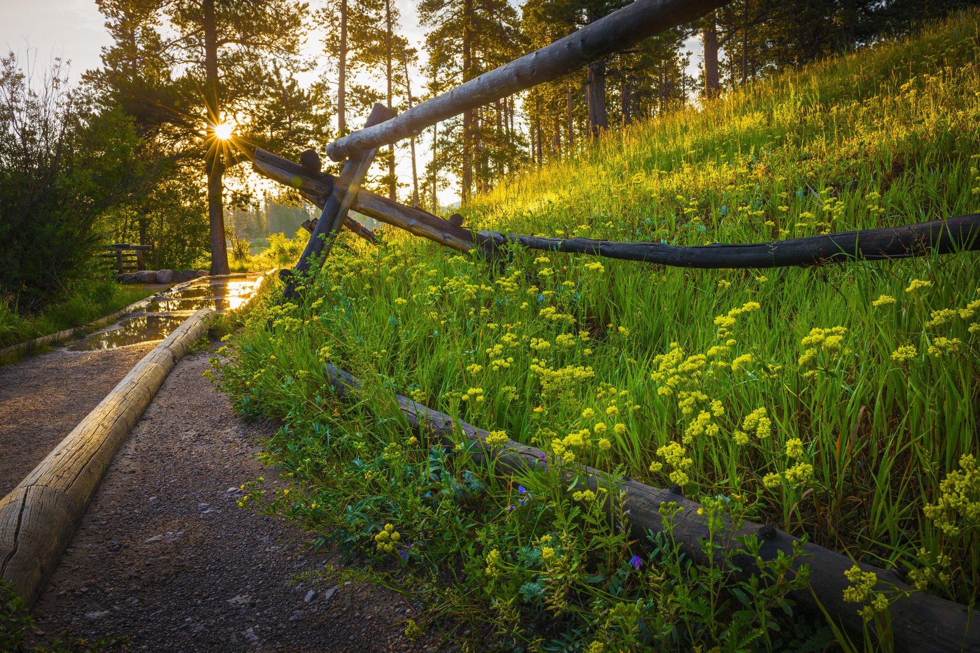 nature sun sunset grass flowers spring forest park trees road walk spring sunrise