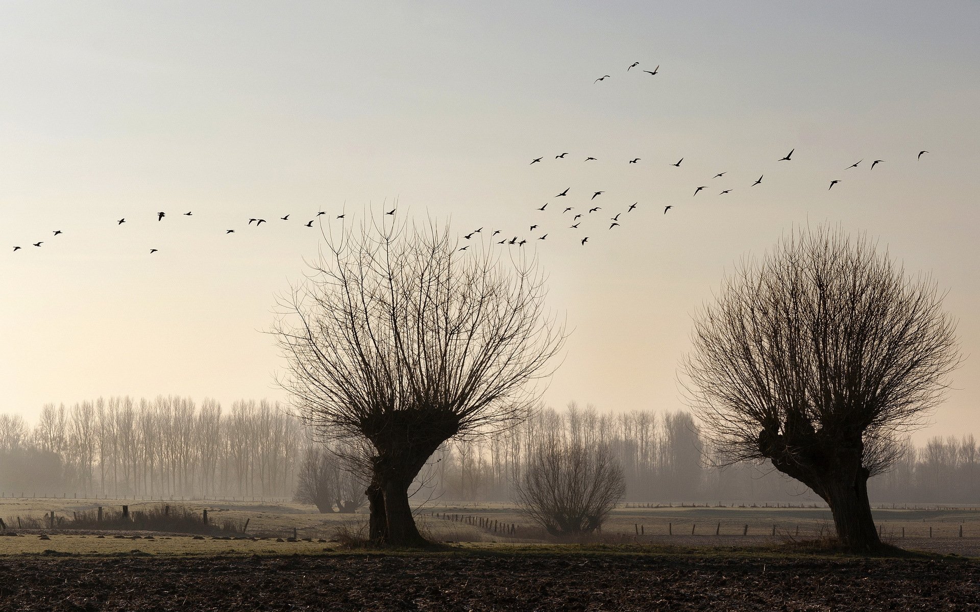 the field tree birds landscape
