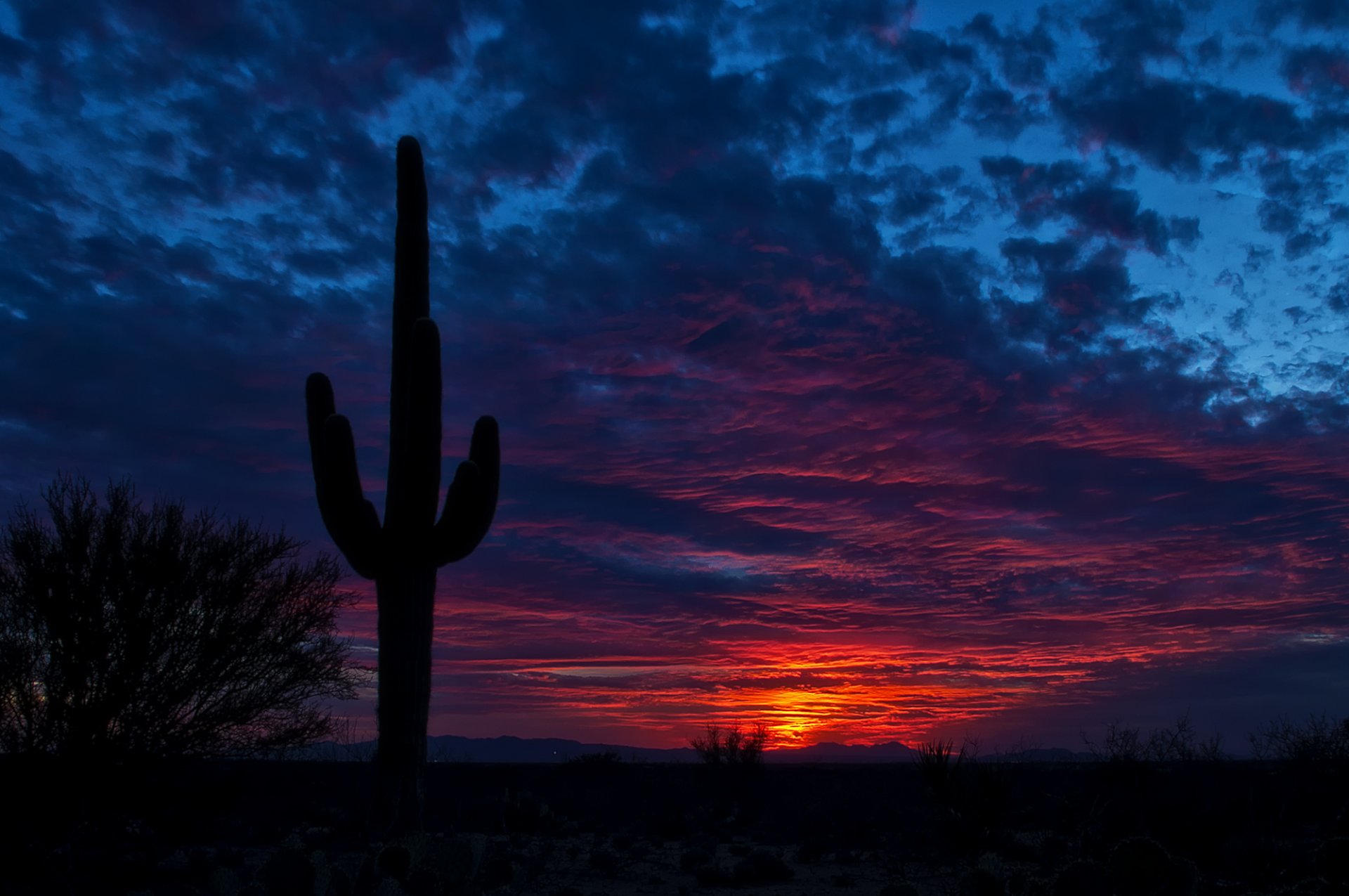 tucson arizona sky night cactu