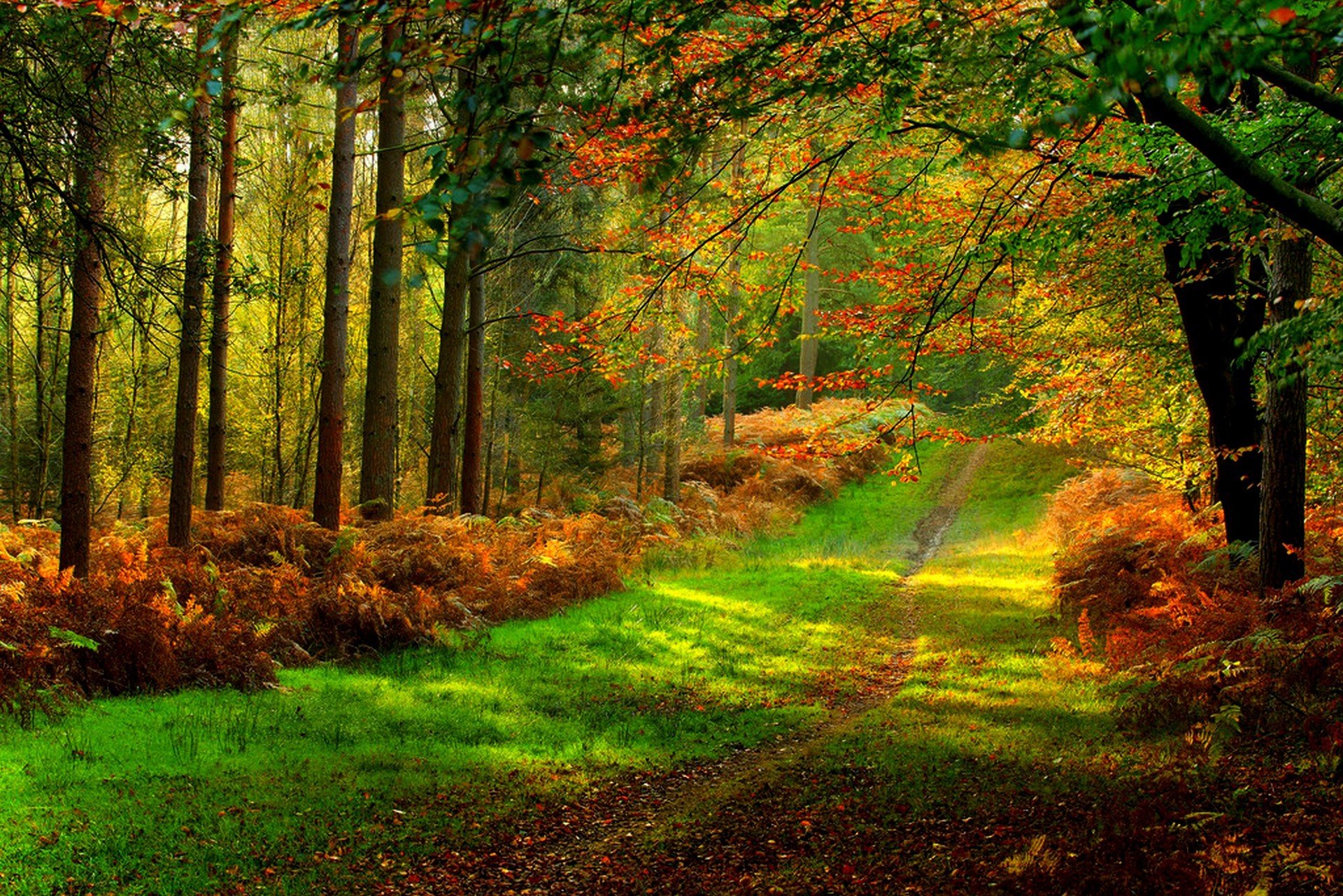 natura foresta parco alberi foglie colorato strada autunno caduta colori passeggiata