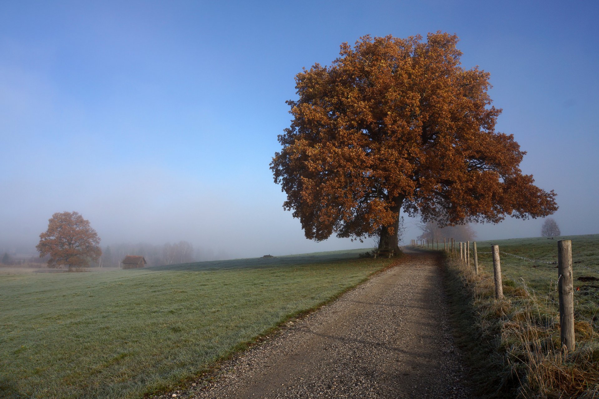 road tree autumn fog
