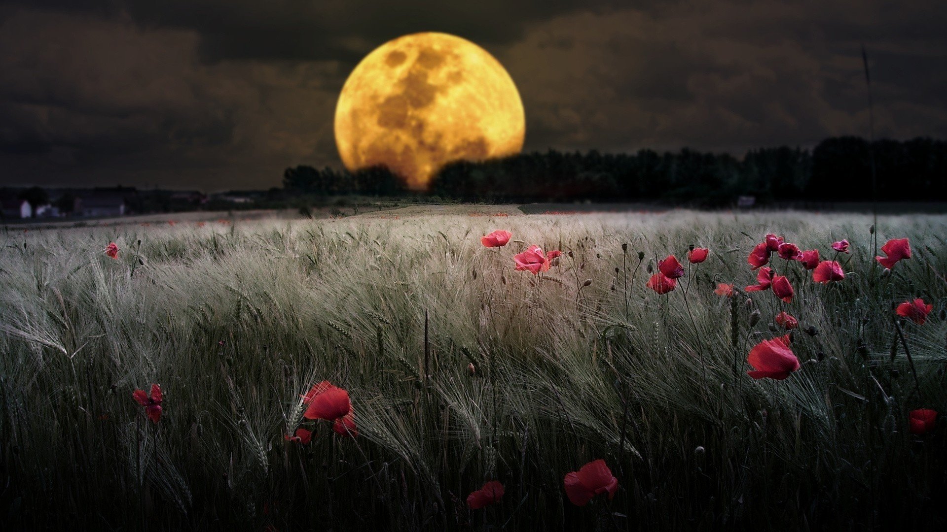 moon the field flower iaki nature