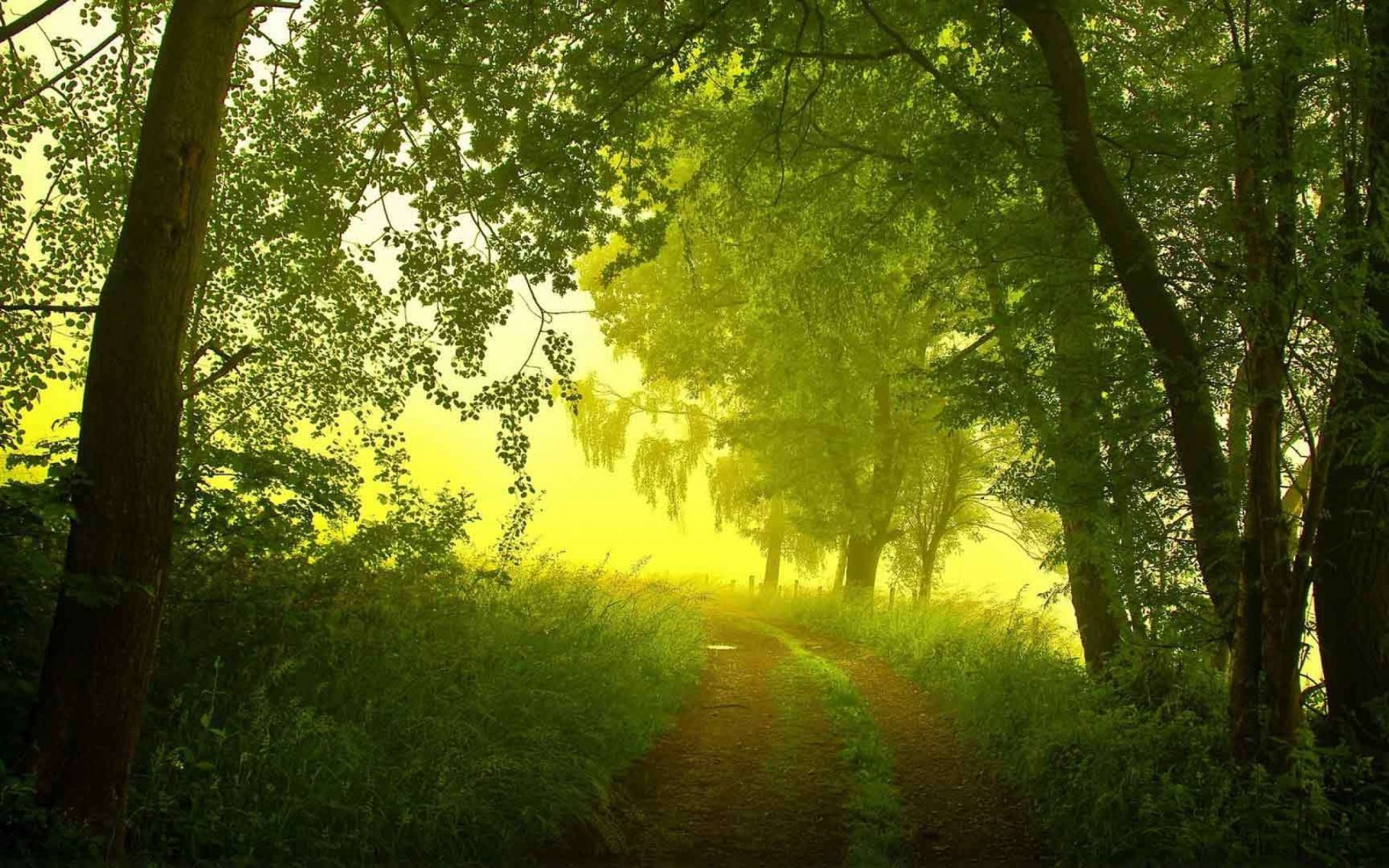 forest road light landscape nature