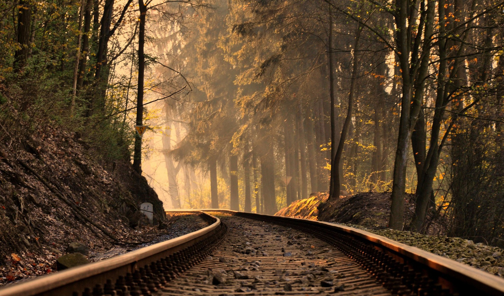 autumn forest light railroad