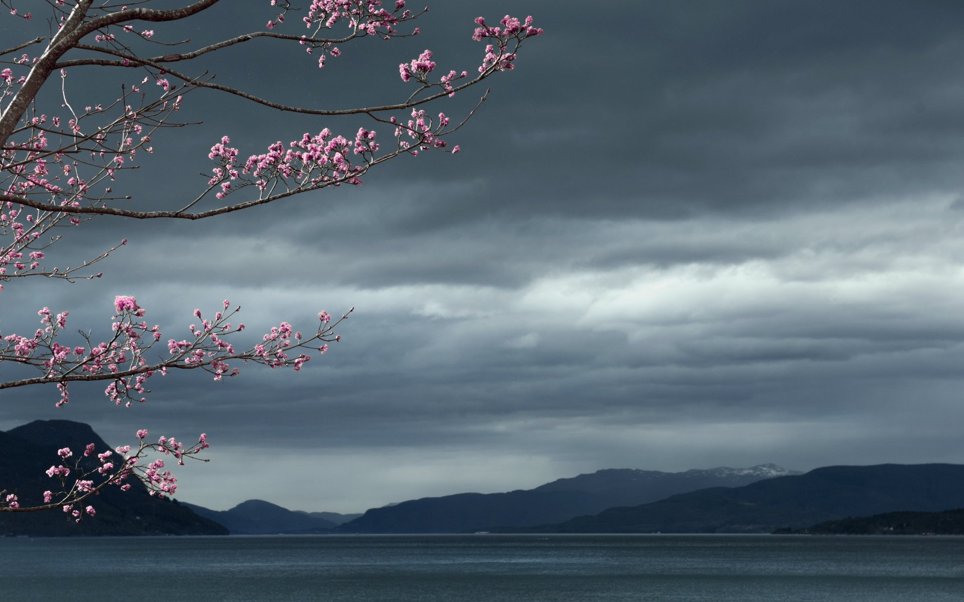 mer ciel arbre paysage