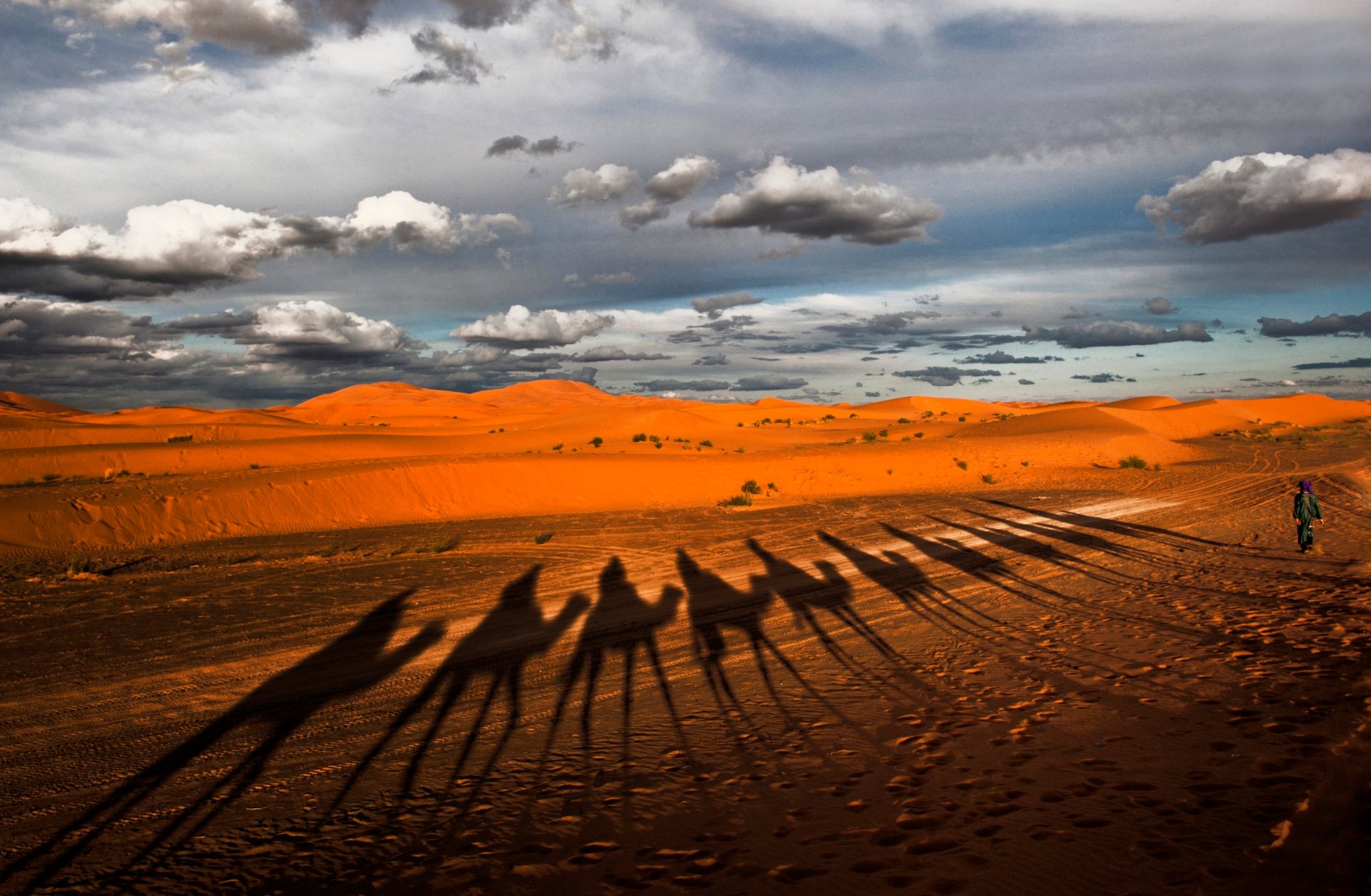 desert caravan camels shadow