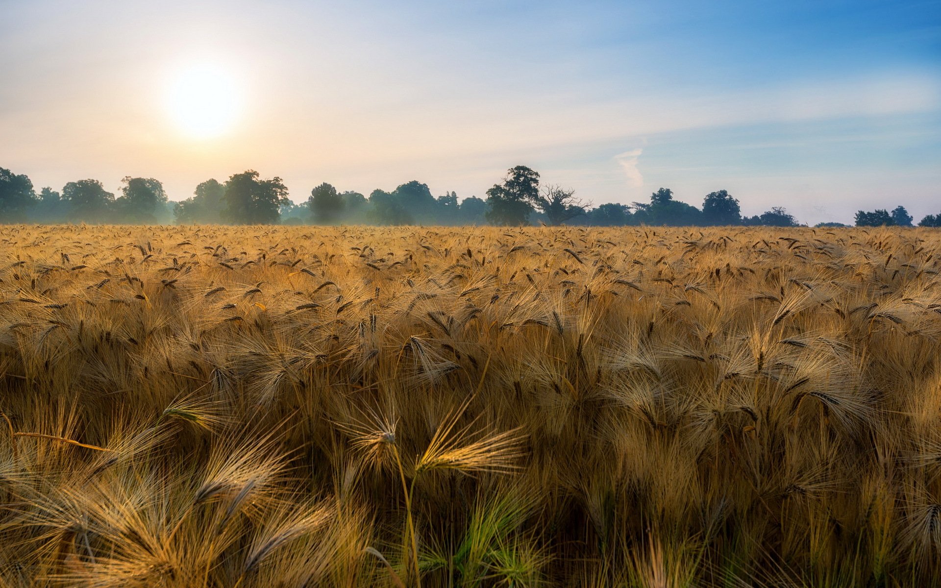 the field ears nature landscape