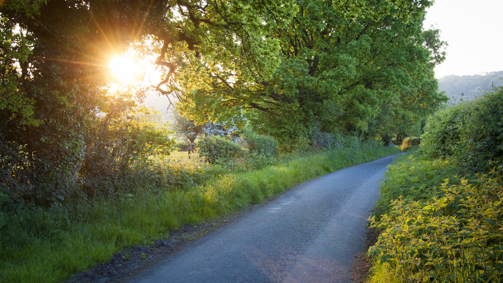 strada erba alberi fogliame sole raggi