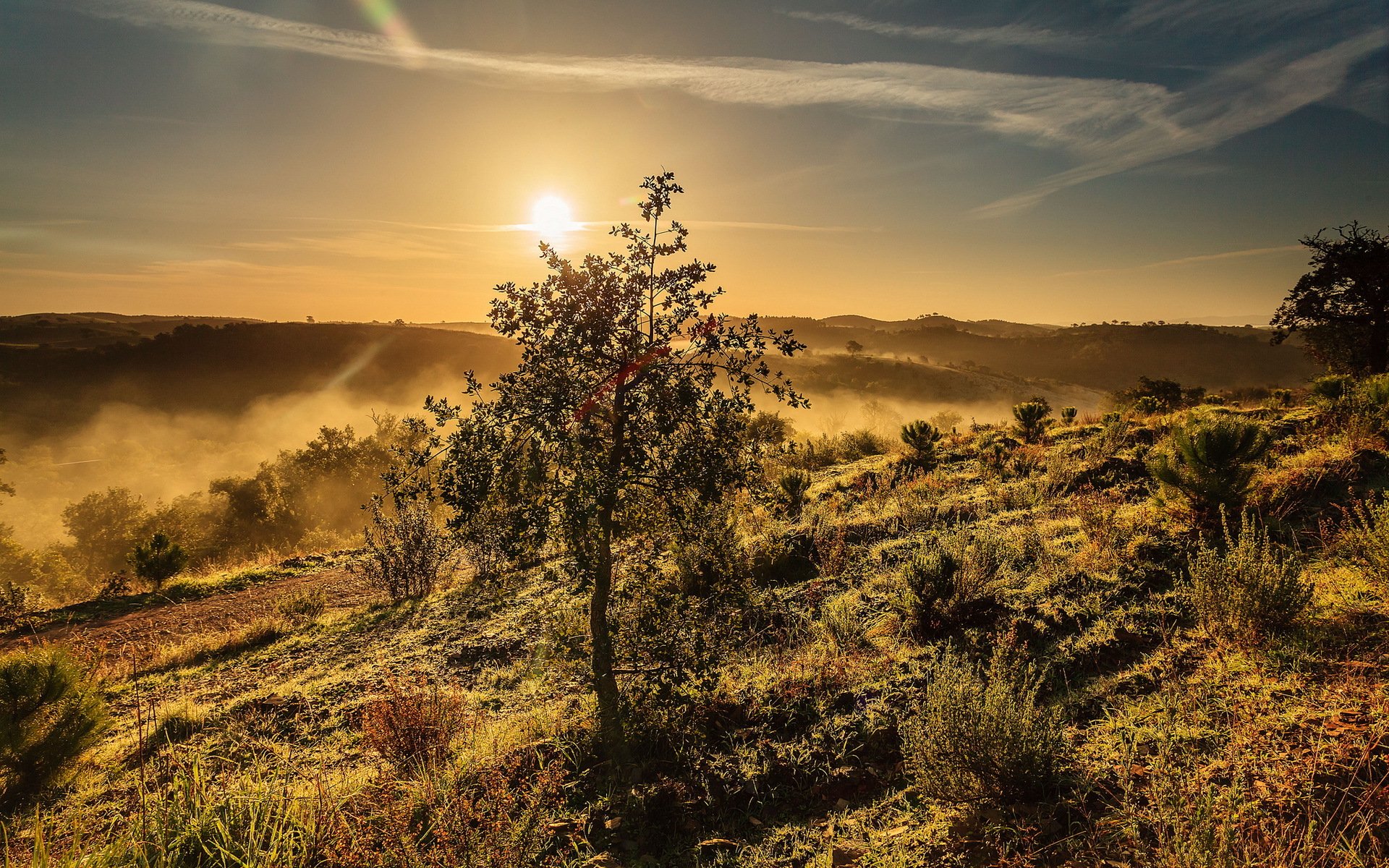 sonnenuntergang baum landschaft