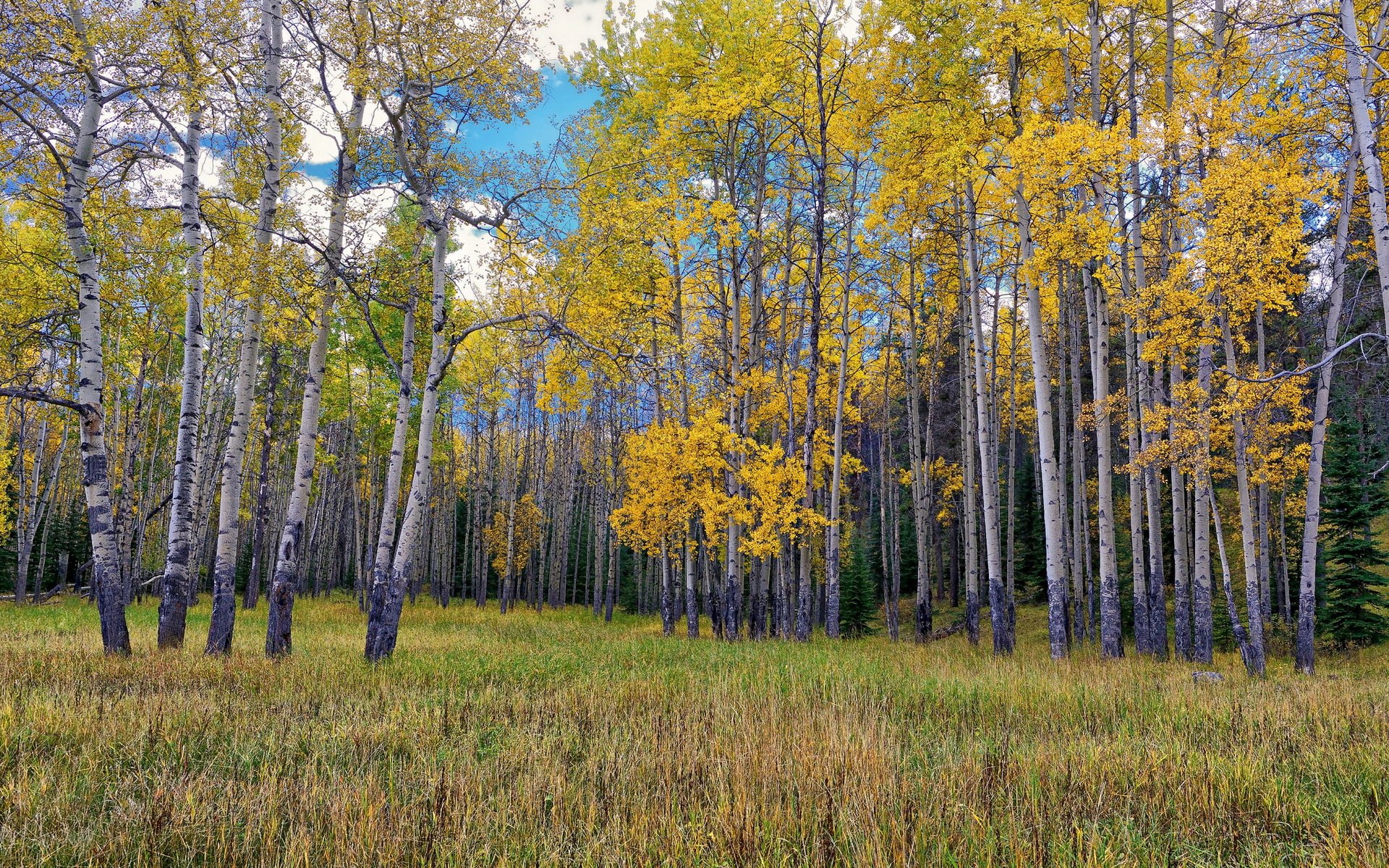 the field landscape
