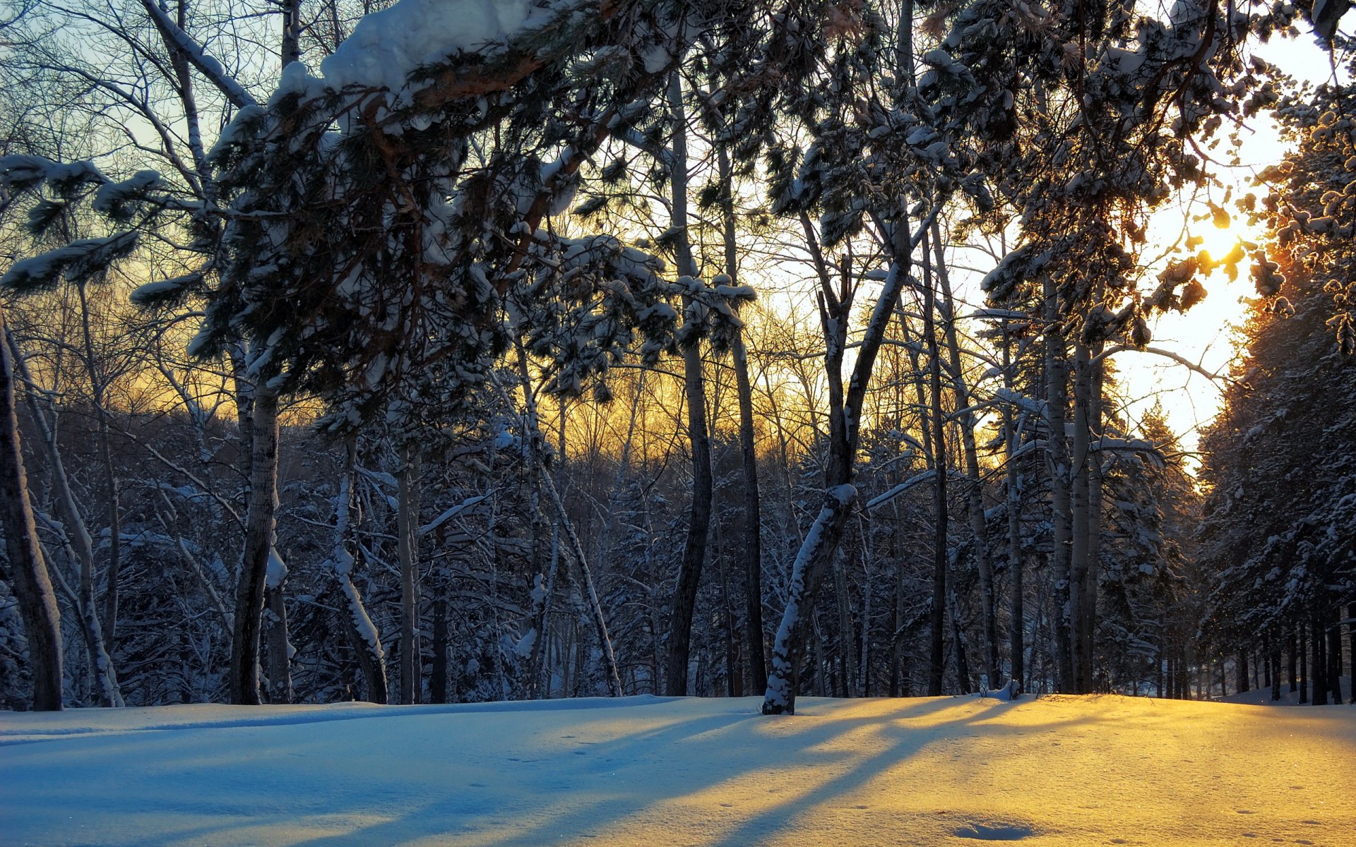 forêt hiver paysage