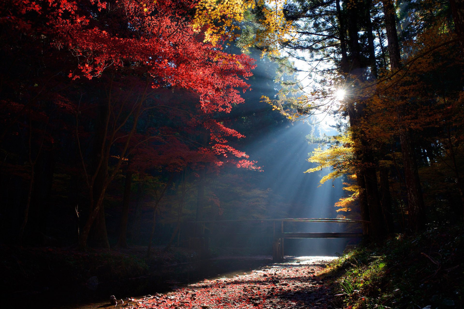 forêt arbres pont ruisseau soleil lumière rayons