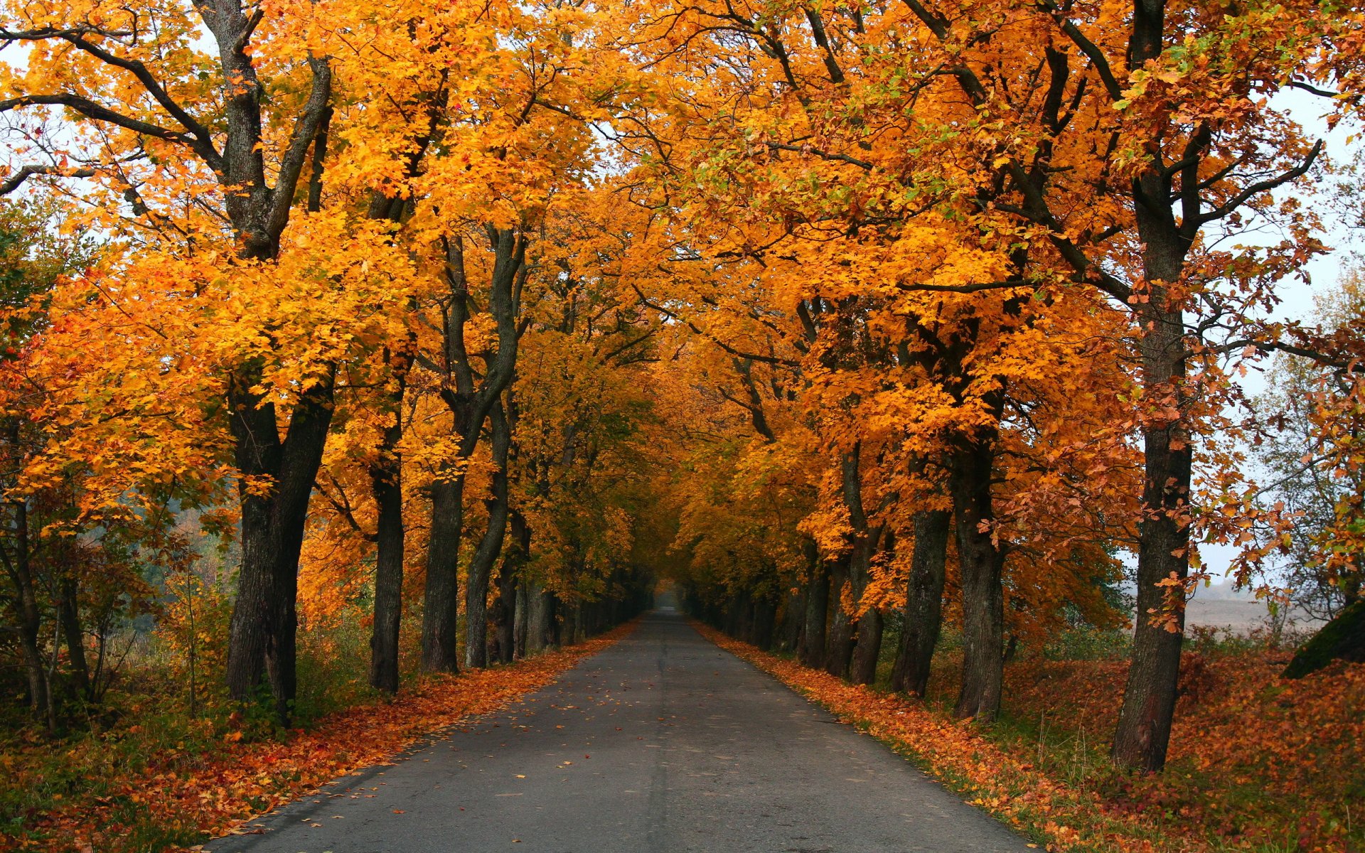 straße herbst landschaft