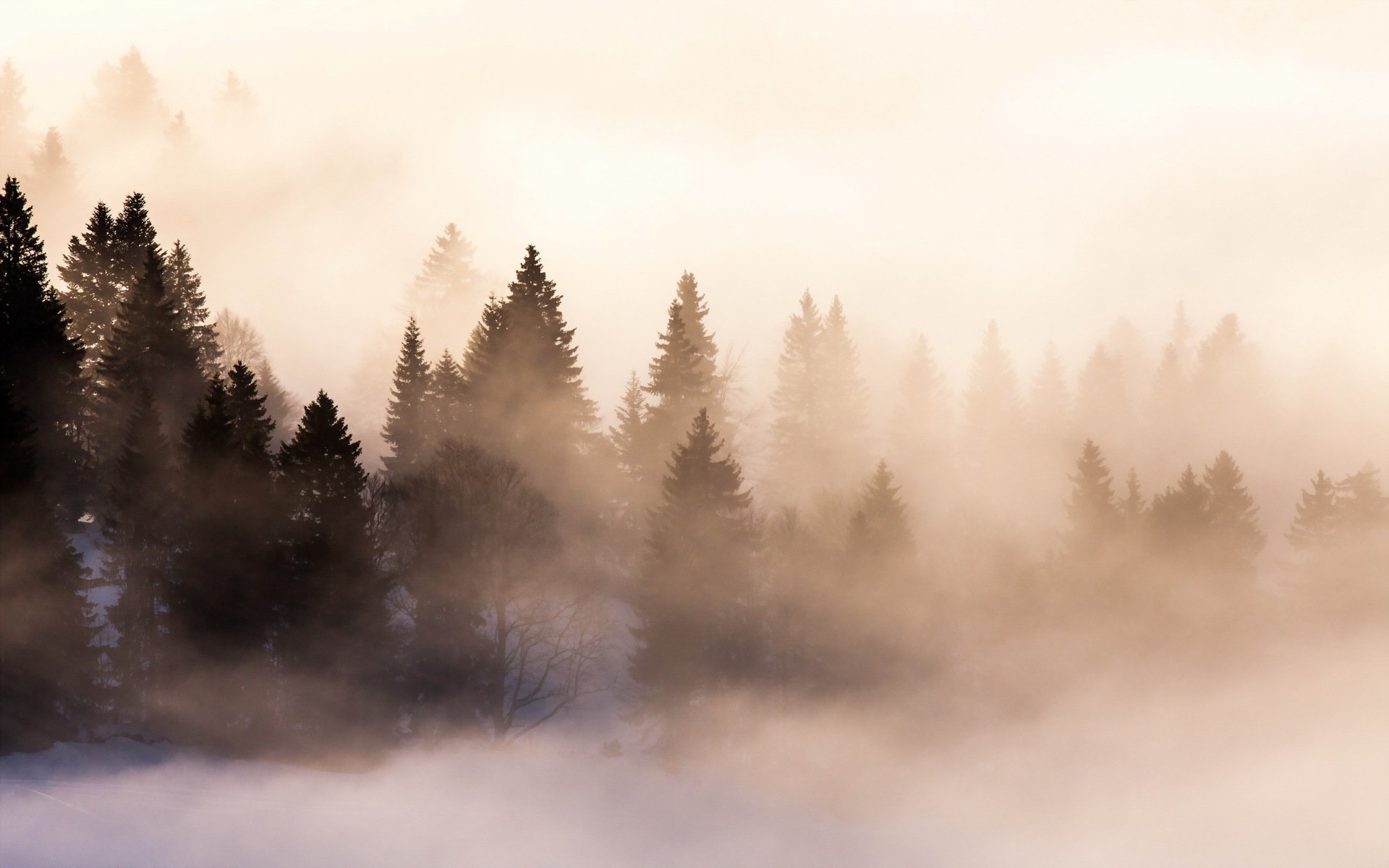 mattina foresta nebbia